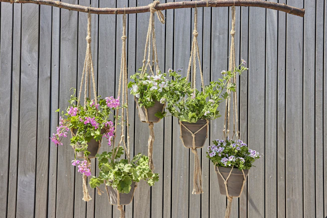 Hanging plants adorn a wooden branch beautifully.