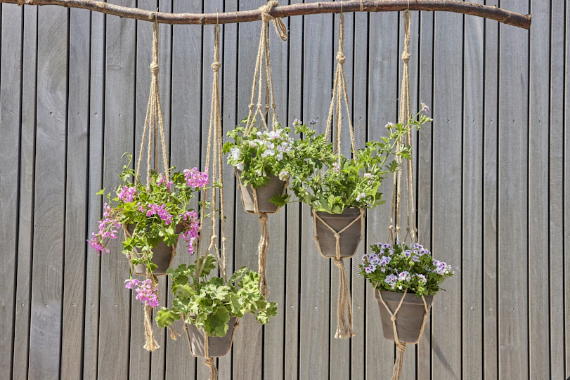 Hanging plants adorn a wooden branch beautifully.