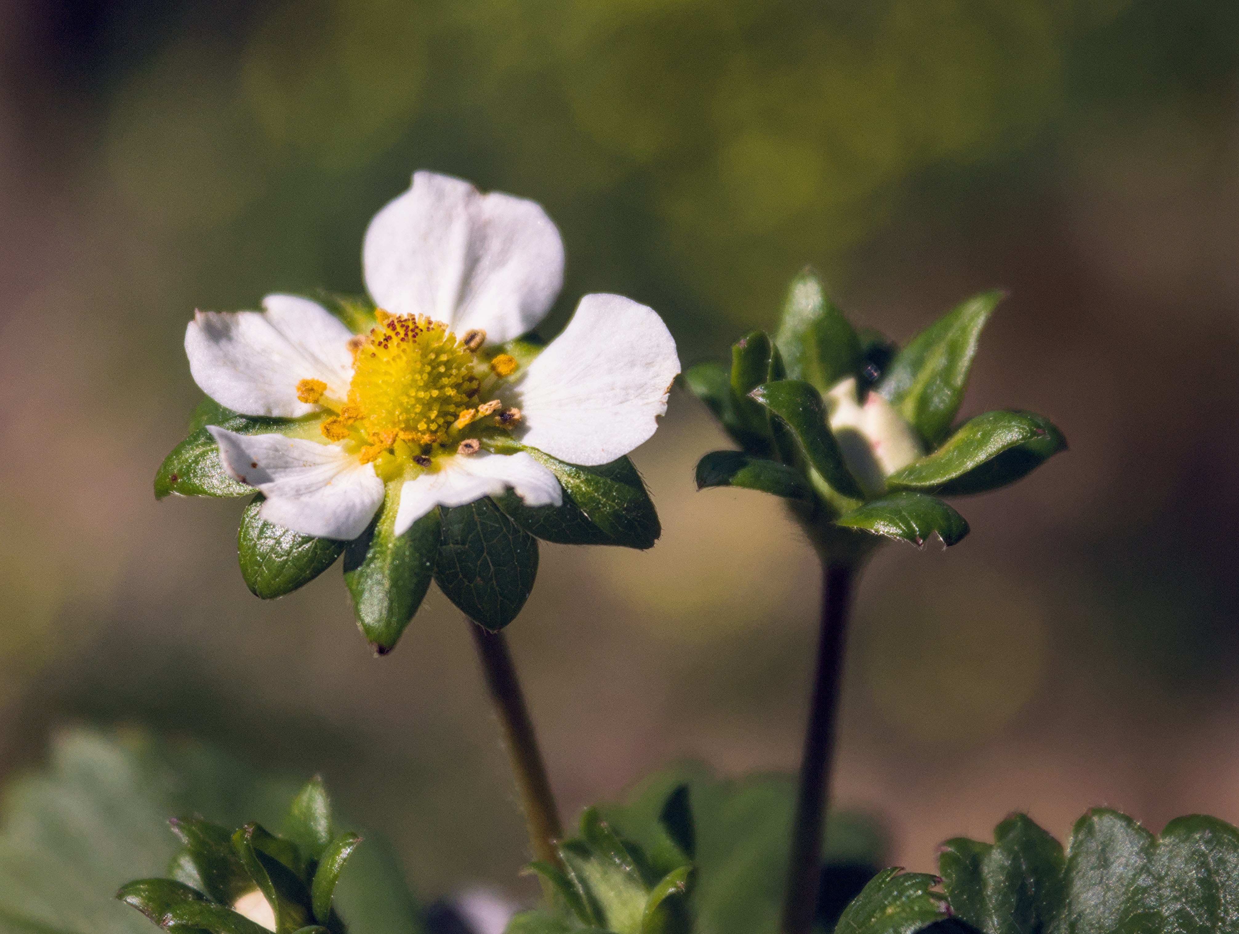 Photo by brunomiguel