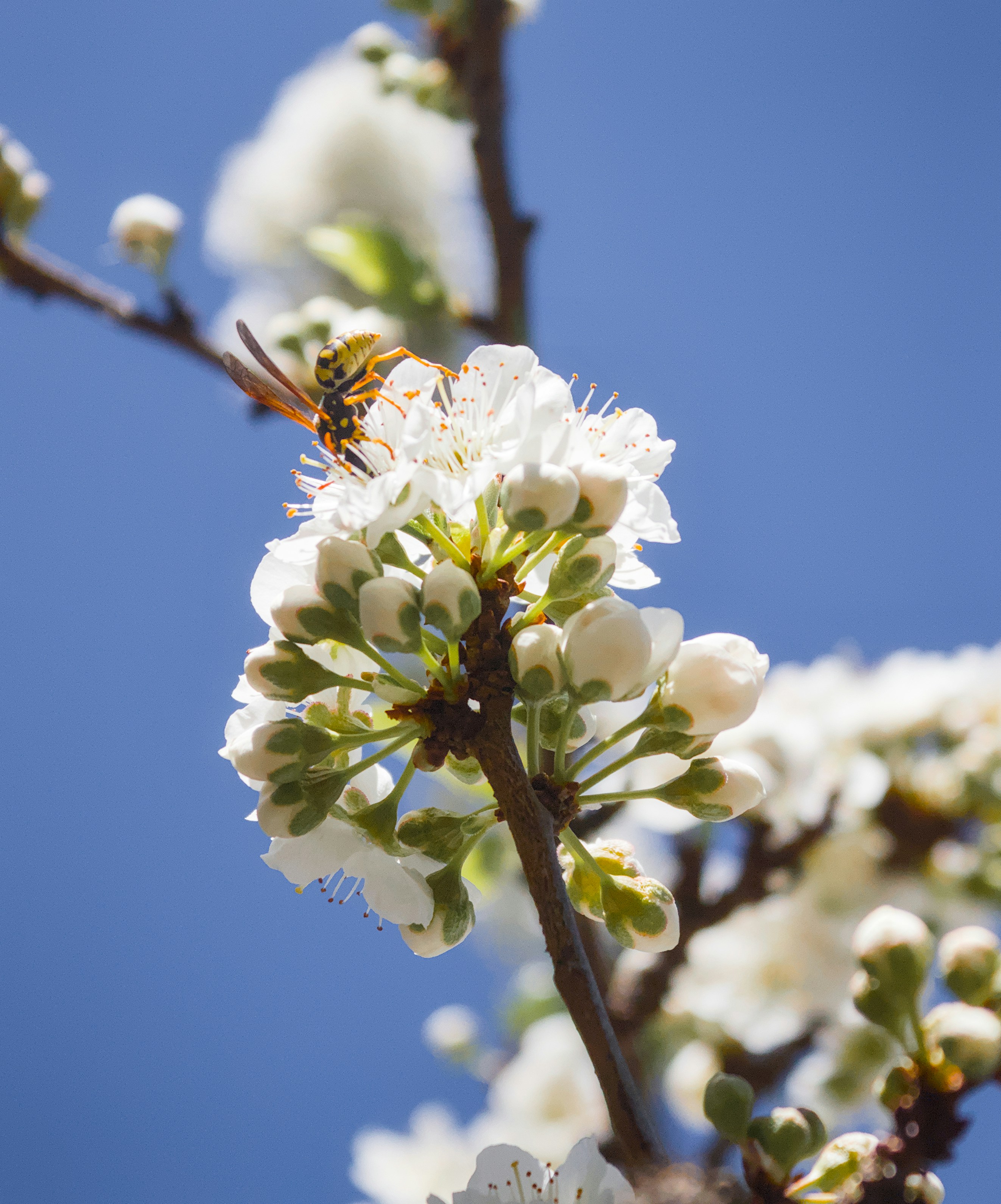 Photo by brunomiguel