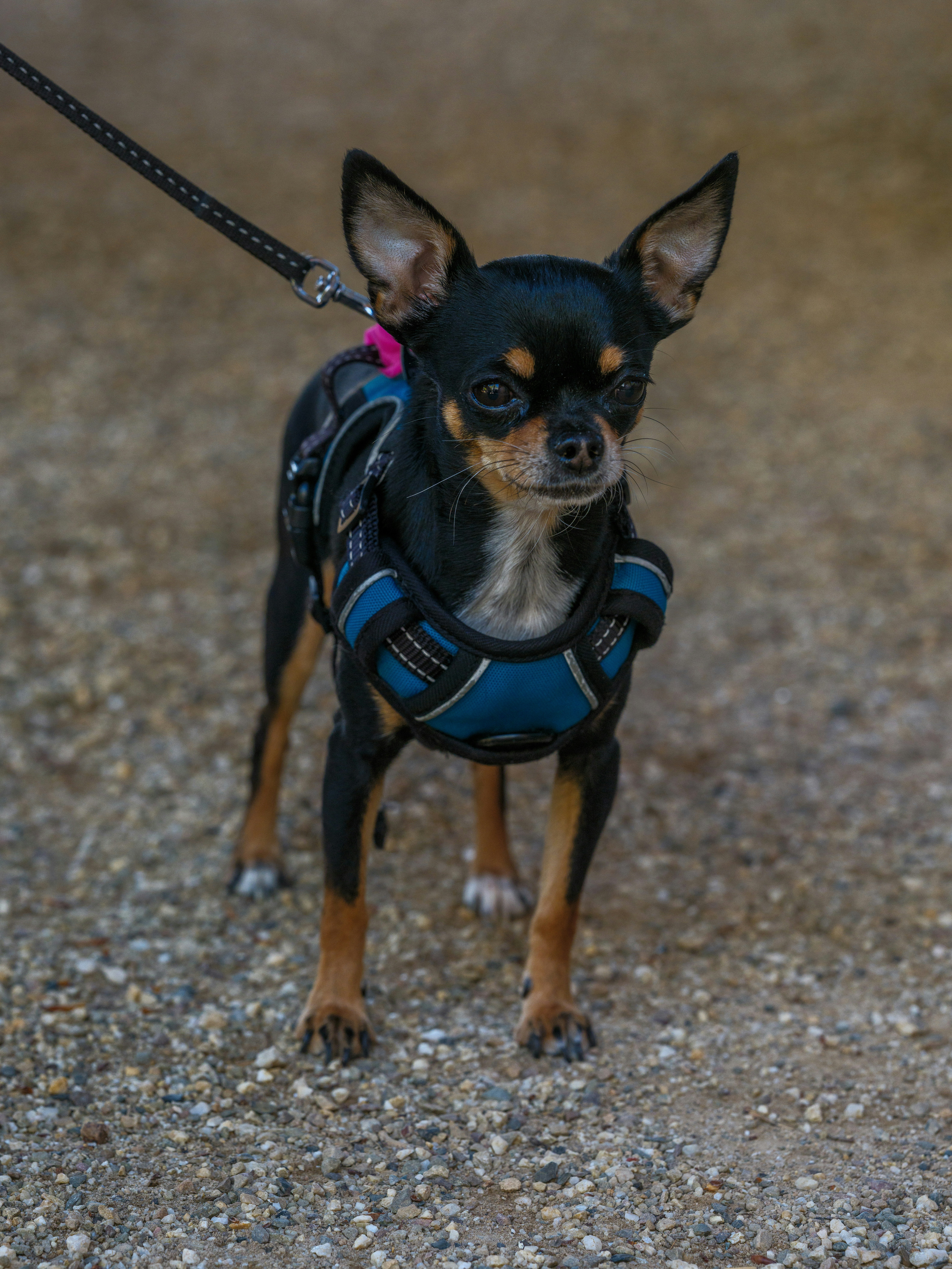 Un simpatico chihuahua con un'imbracatura sorride. foto – Immagine gratis  di Mammifero su Unsplash, image size:3000x4000