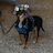 A cute chihuahua is on a leash.