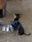 A small dog looks up, leash in hand.