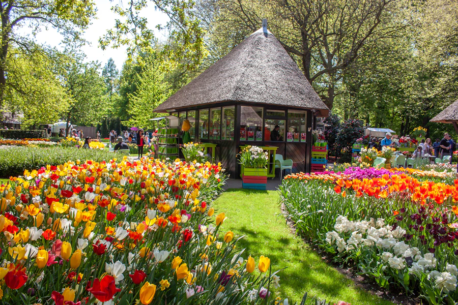 Keukenhof gardens in bloom