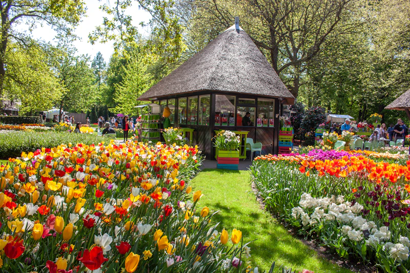 Tulip fields near Keukenhof