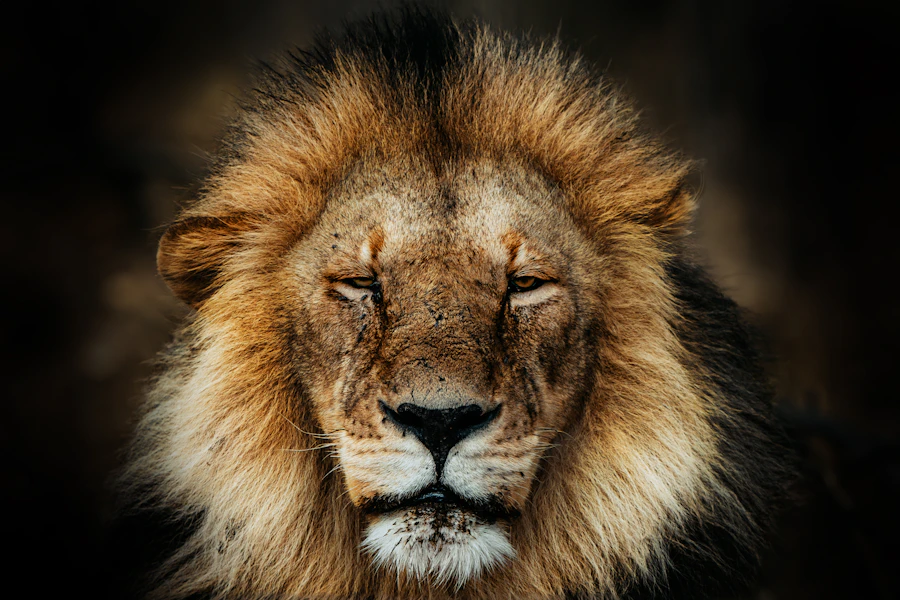 Close portrait of a male lion with a dark, heavy mane, photographed by Daniel Mwangi
