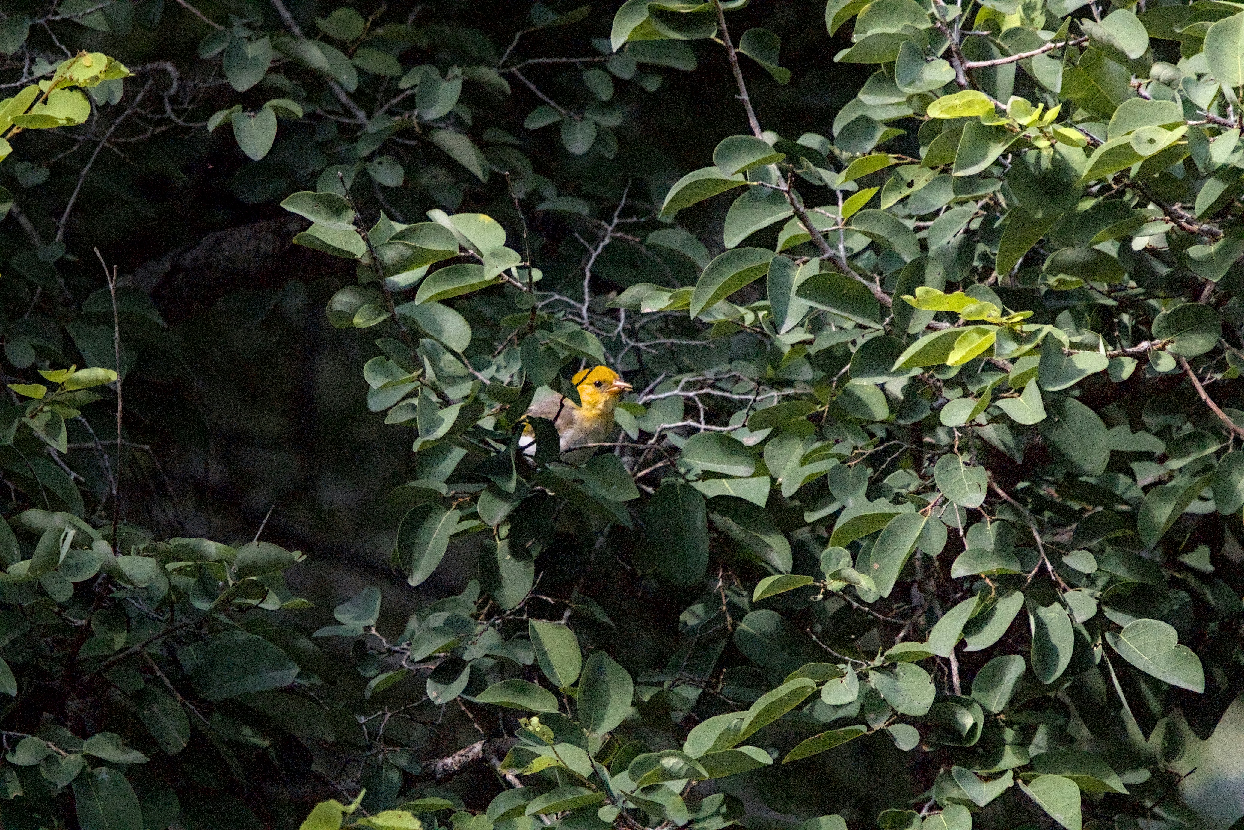 Northern Yellow Warbler
