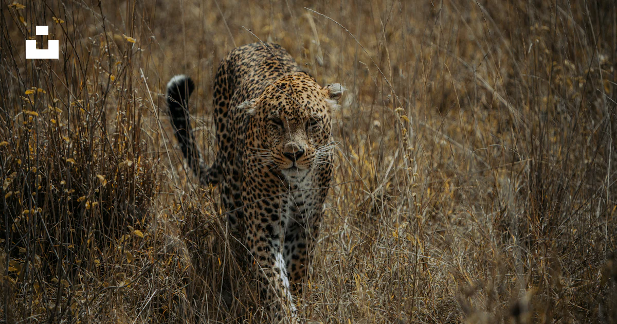 Leopard Stalk A leopard stalks through the tall grass. photo – Free Travel Image on ...