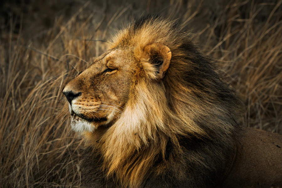 A lion resting in golden morning light on the Serengeti plains