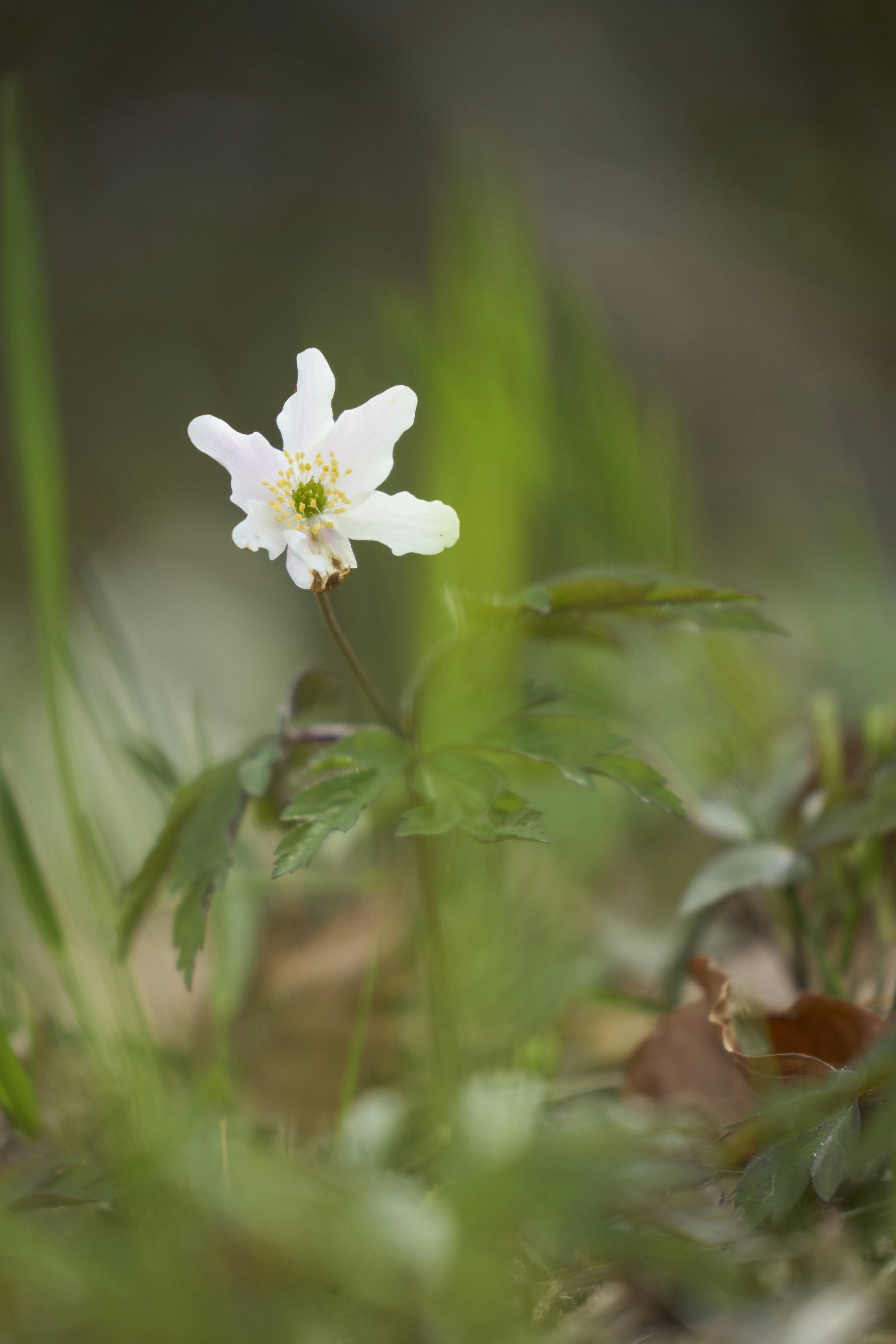 Photo by wolfgang_hasselmann