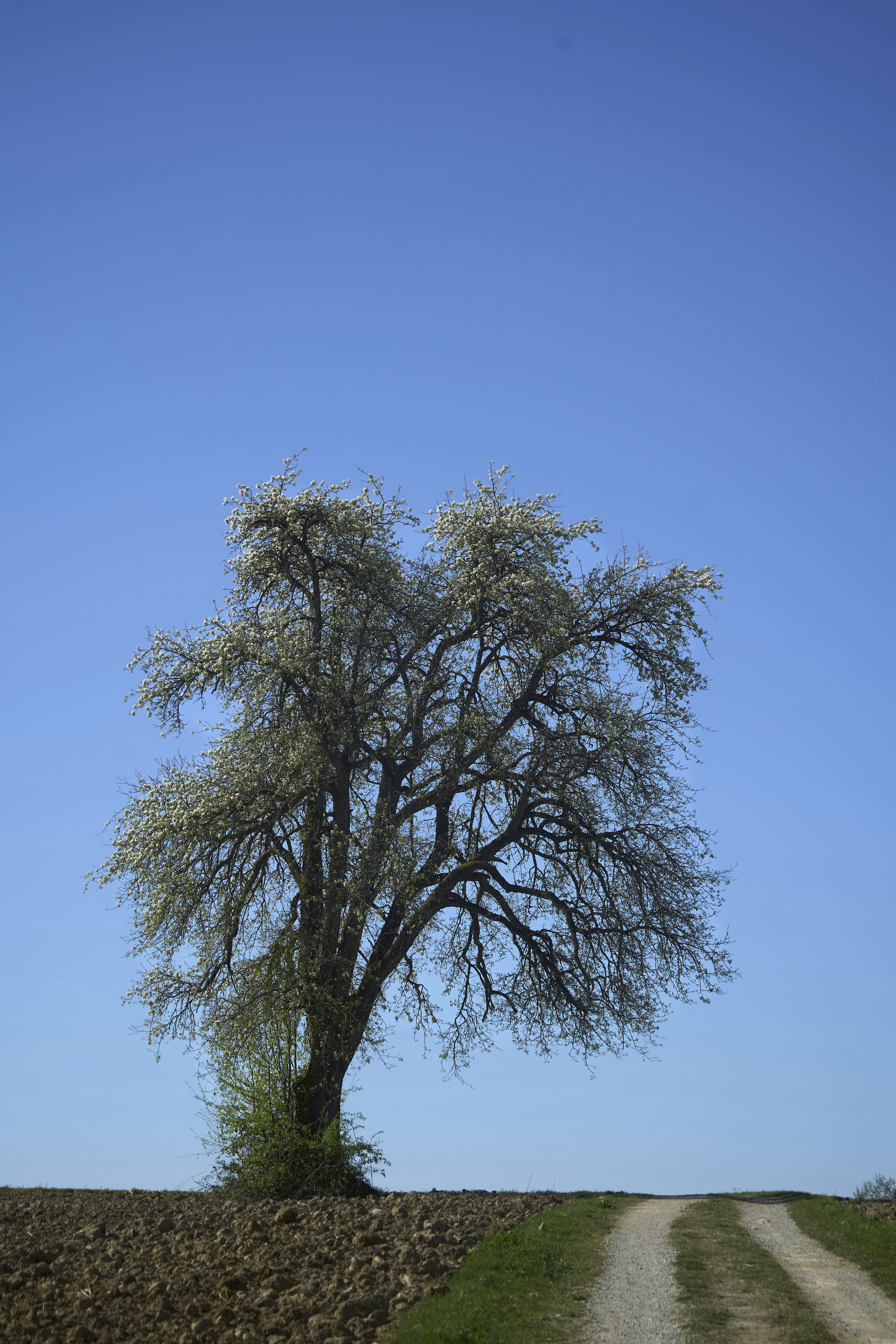 Photo by wolfgang_hasselmann