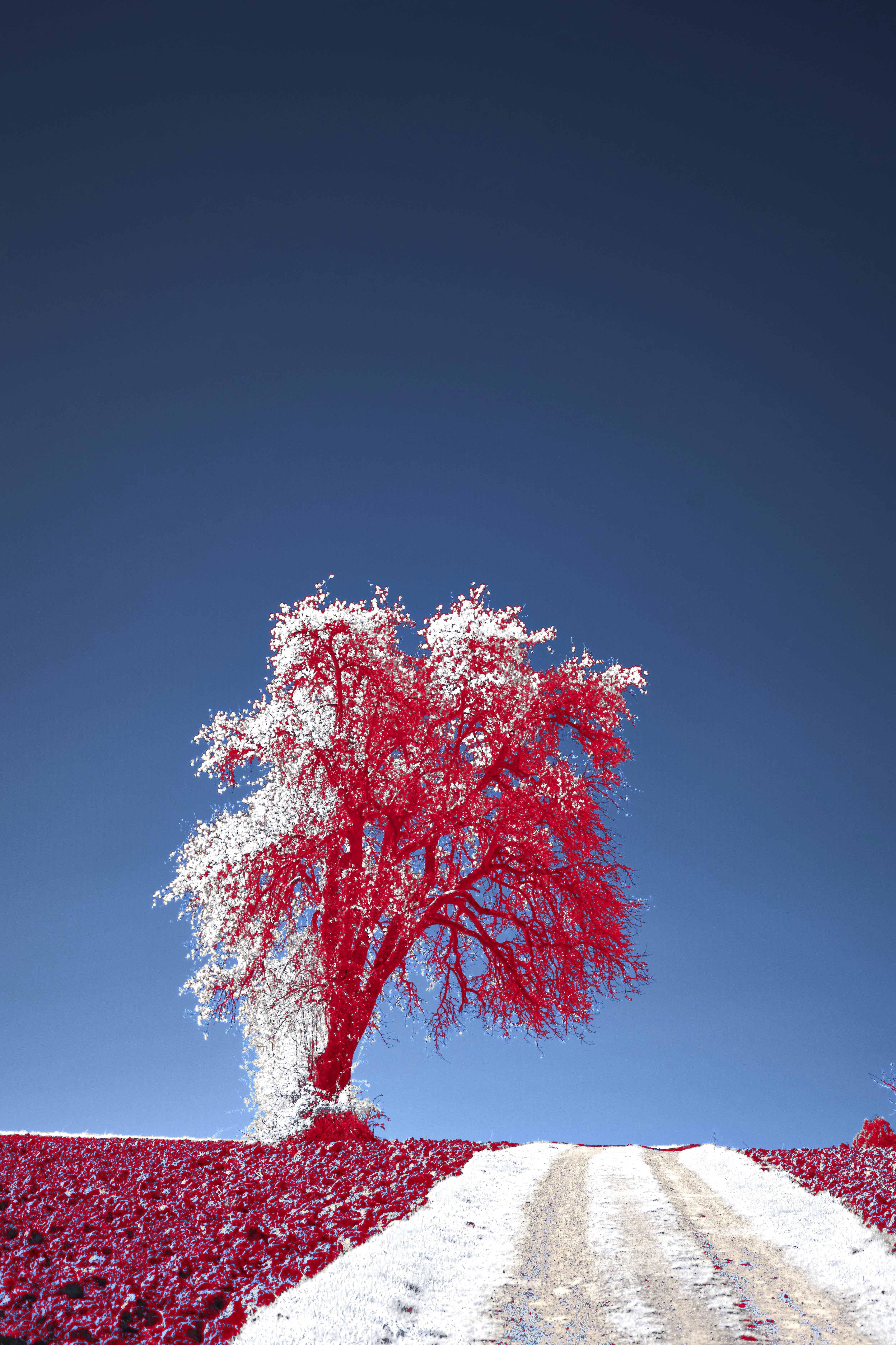 Photo by wolfgang_hasselmann