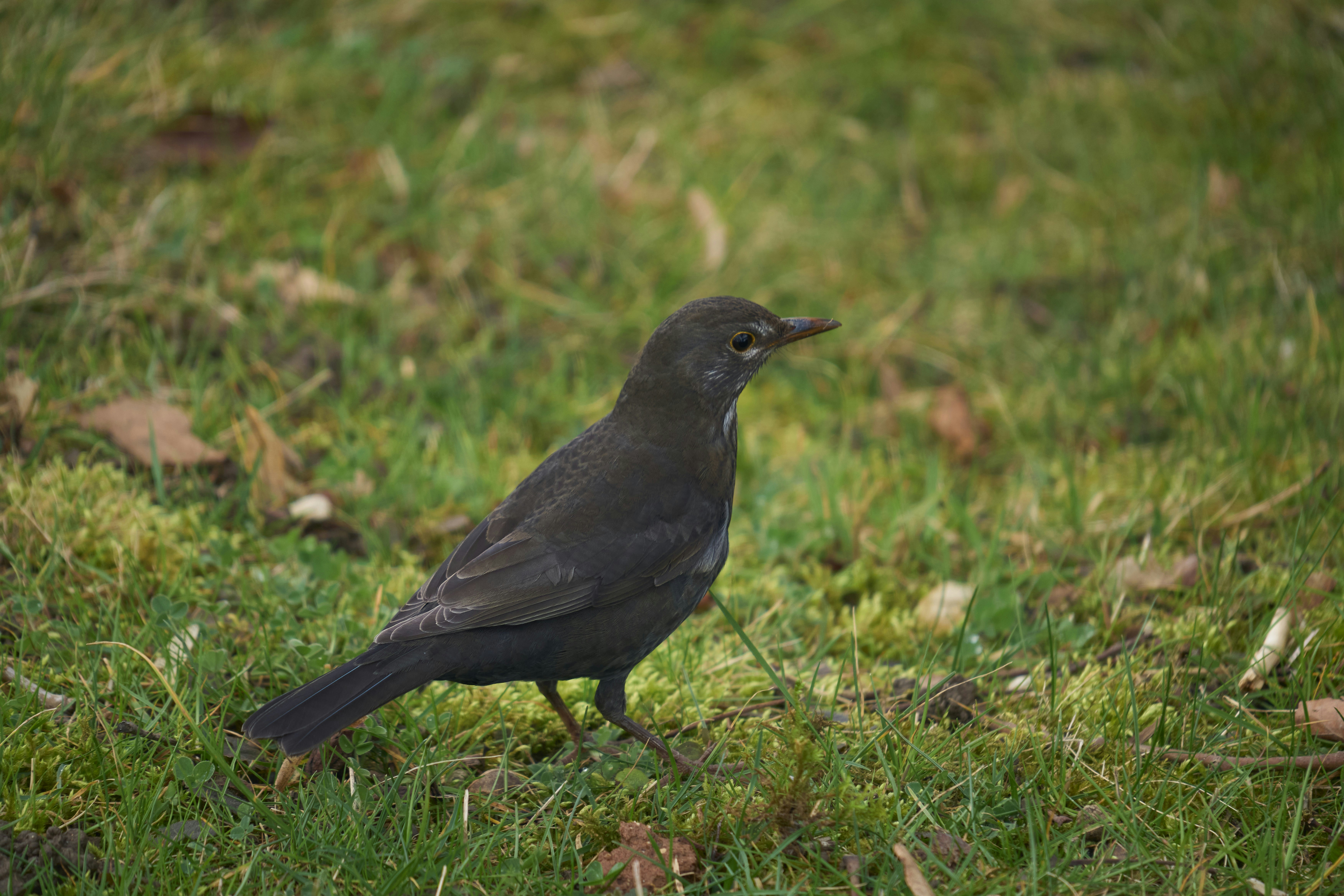 Photo by wolfgang_hasselmann