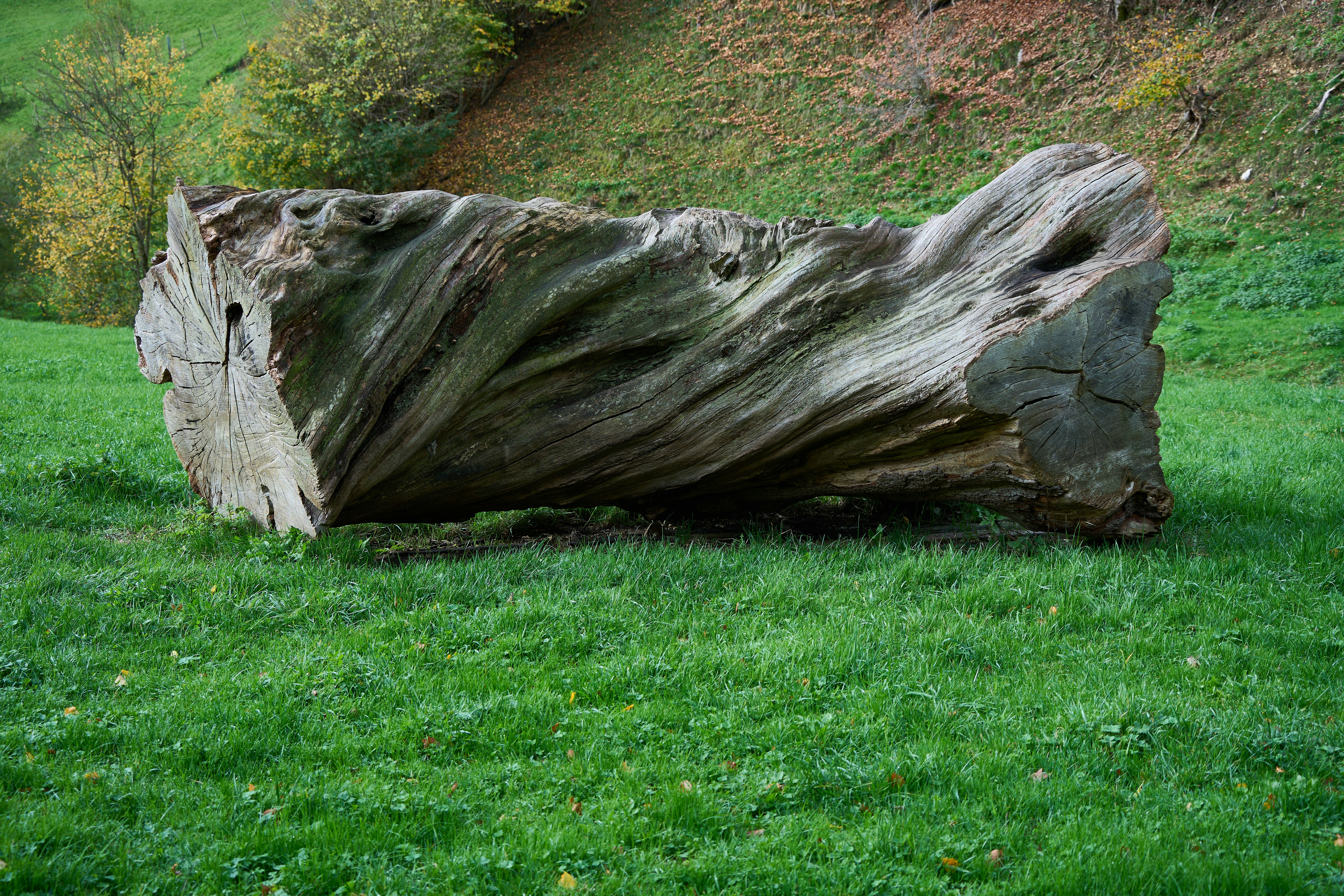 Photo by wolfgang_hasselmann