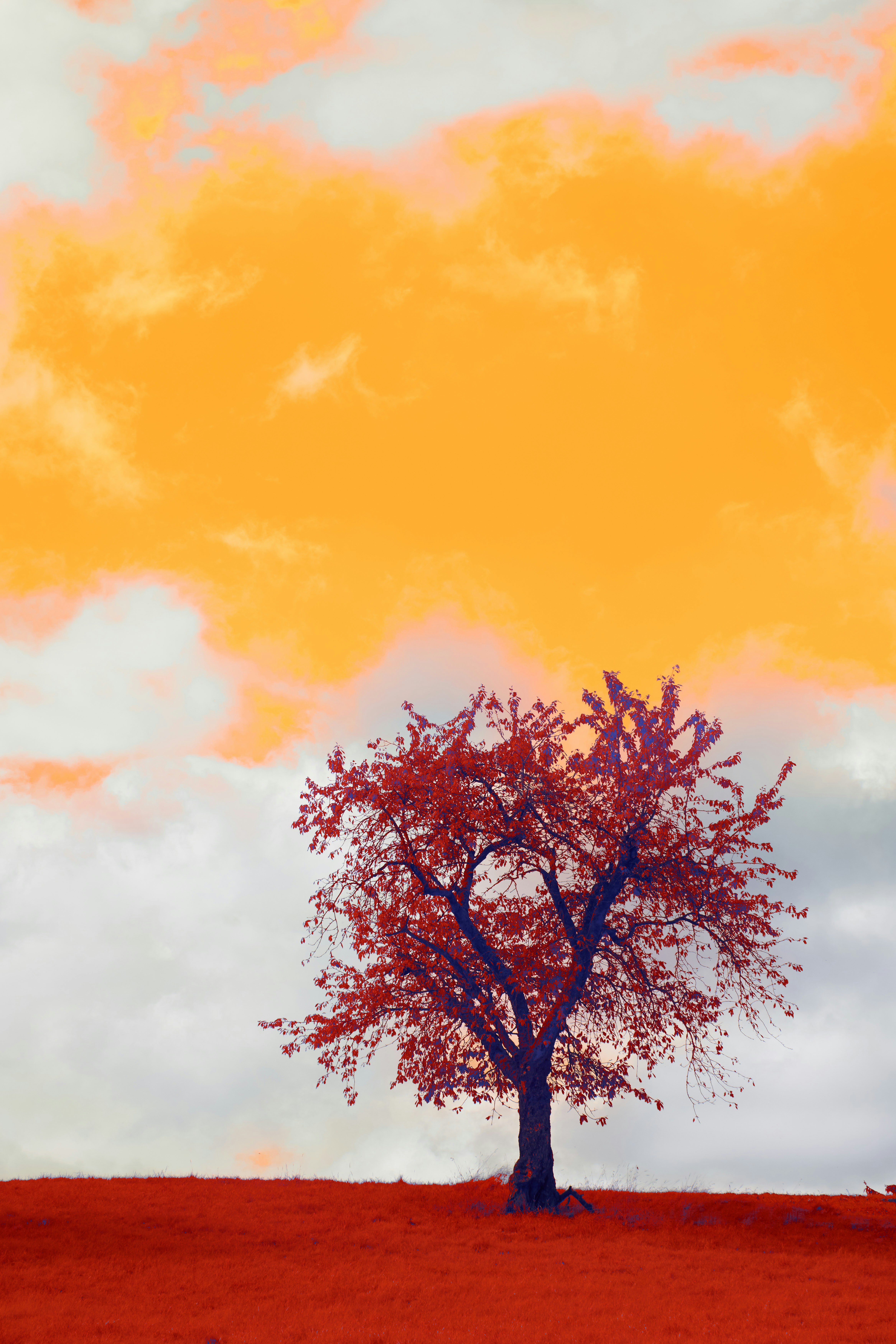 Photo by wolfgang_hasselmann