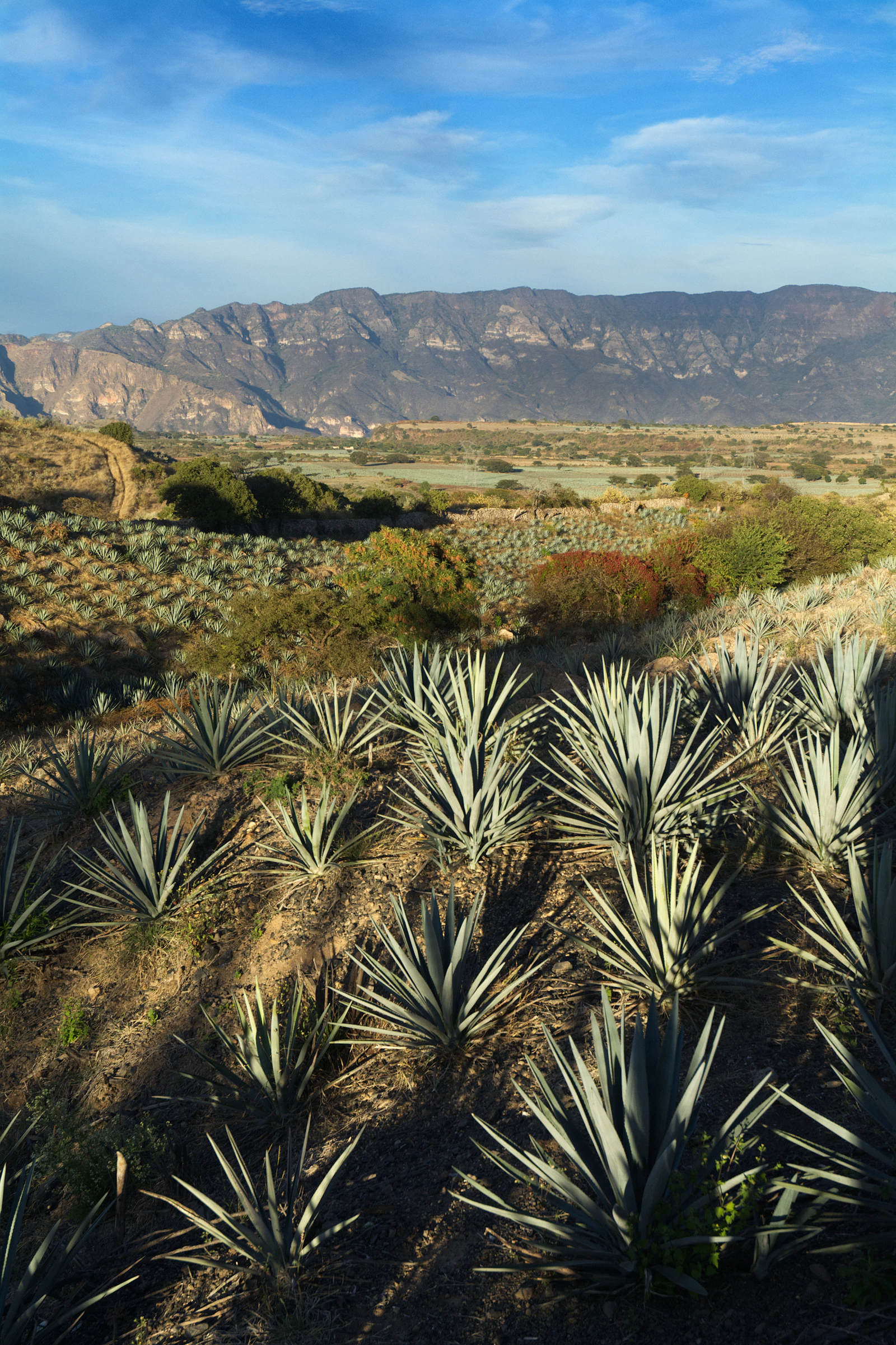 Blue agave plants growing in an arid landscape — among the most fire-resistant plants available for defensible space and fire-smart landscaping