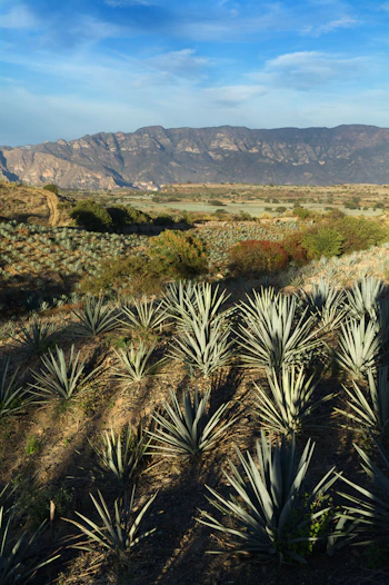Agave azul Los Altos de Jalisco