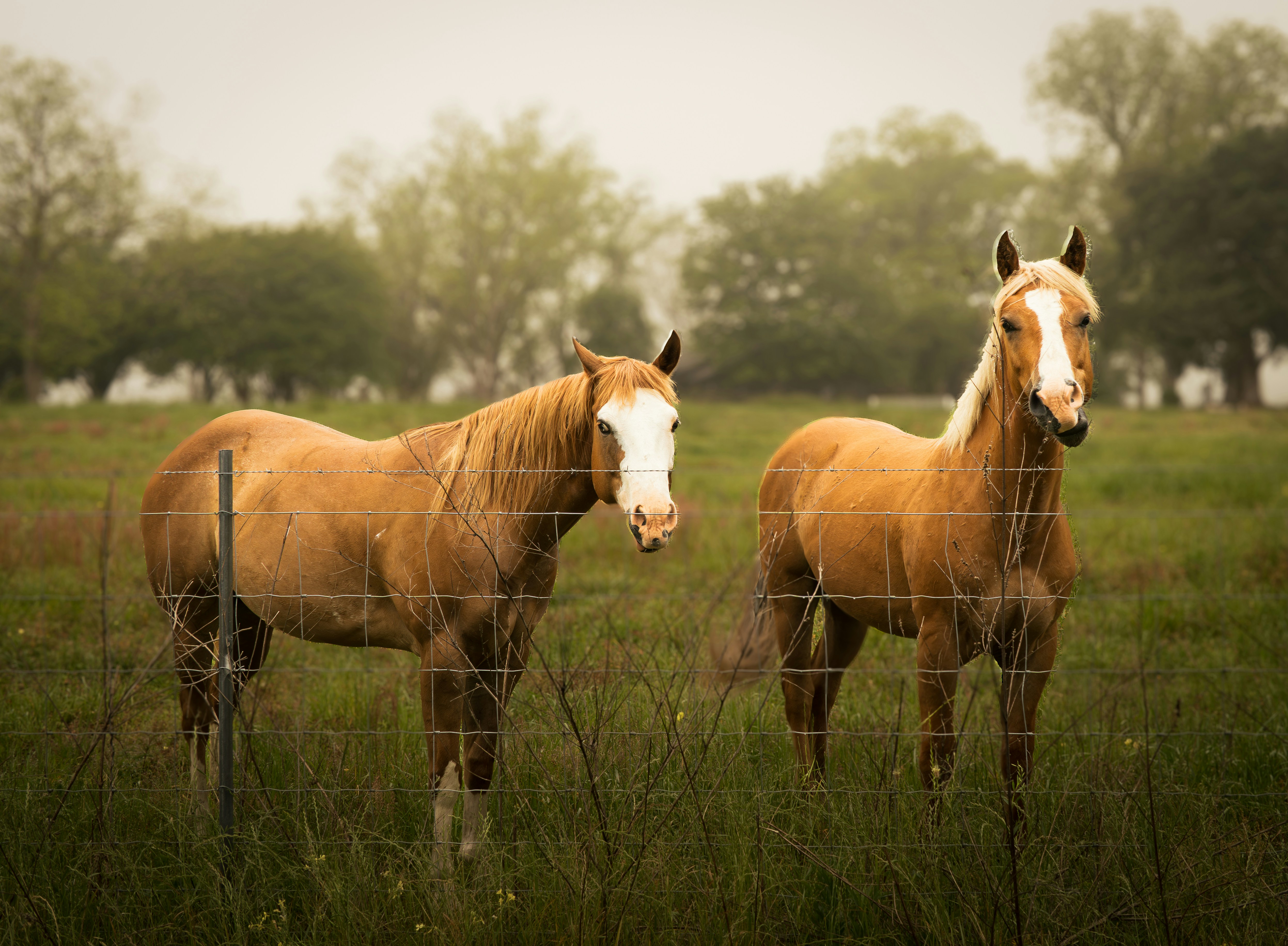 Two friends saying Hi