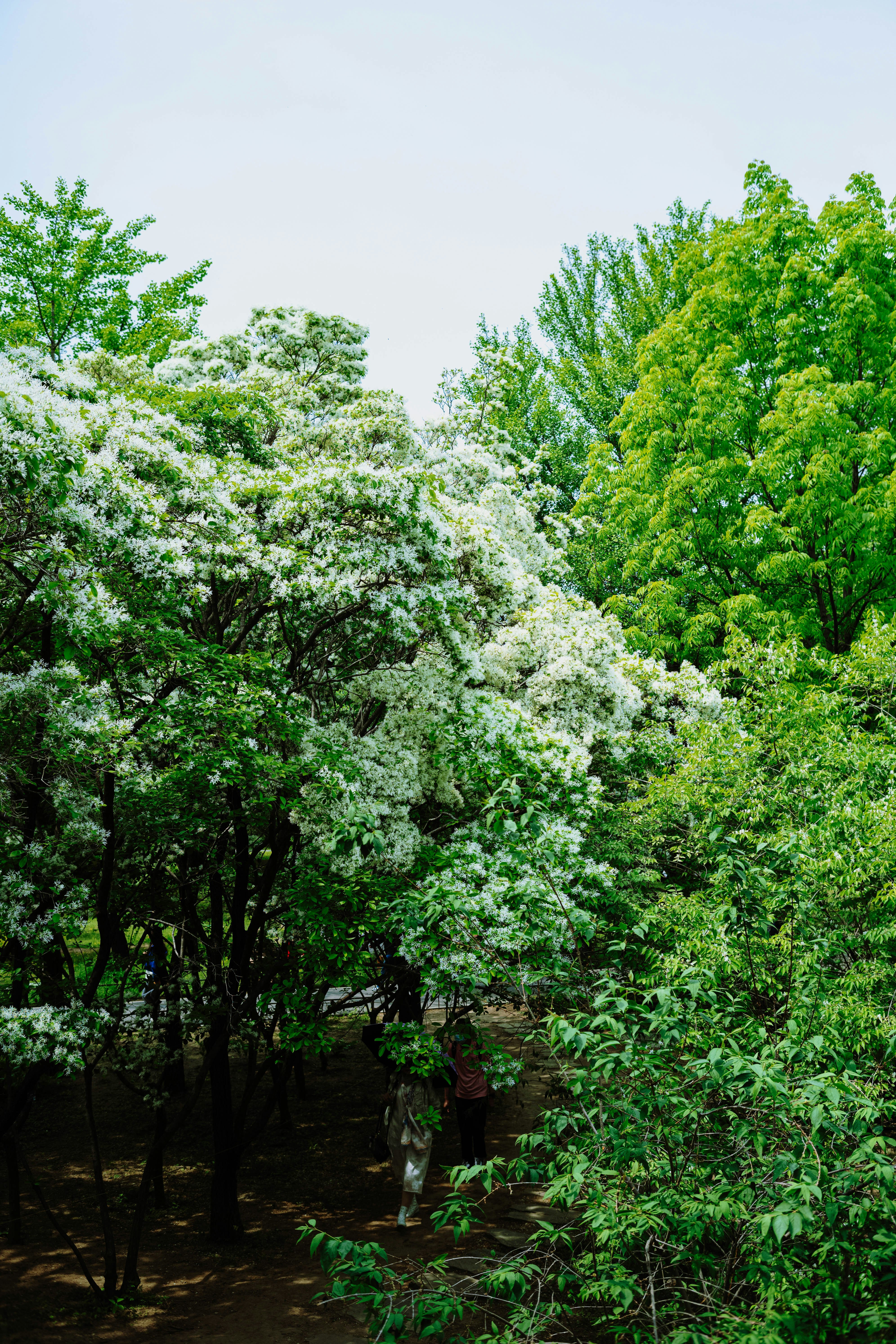 Photo by tommaomaoer