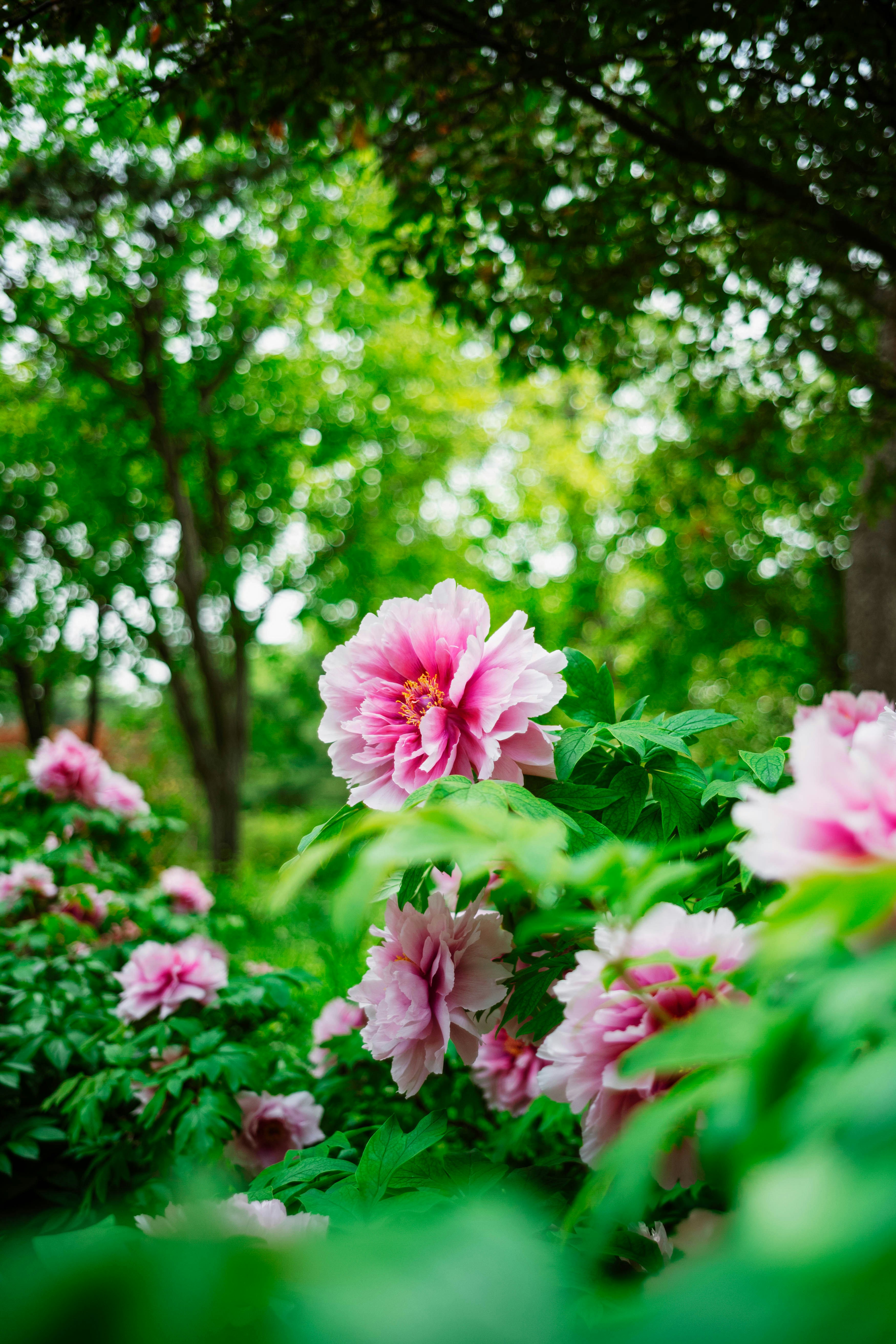 Photo by tommaomaoer