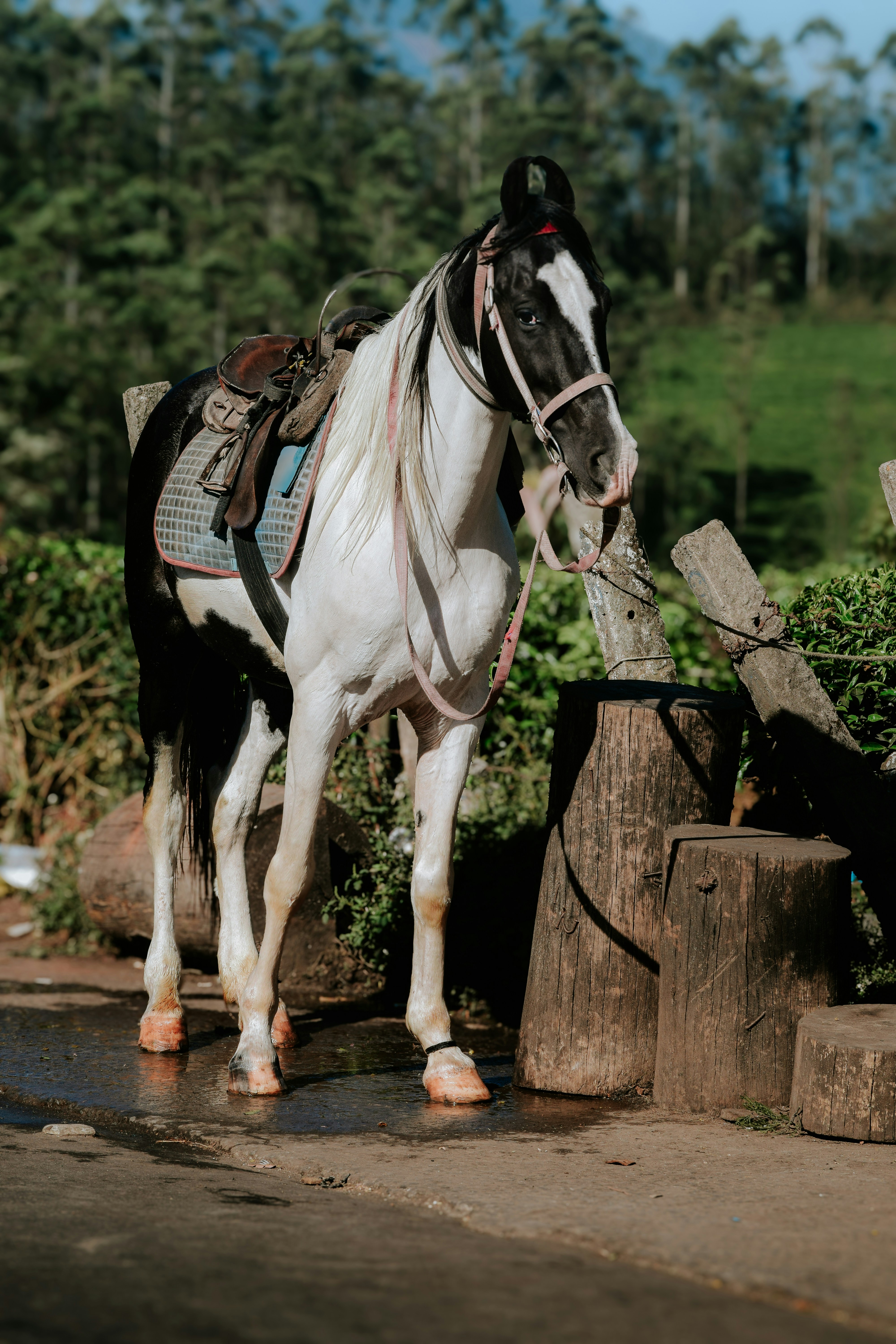 9 Horse Riding Tips for Choosing a Comfortable Saddle Pad
