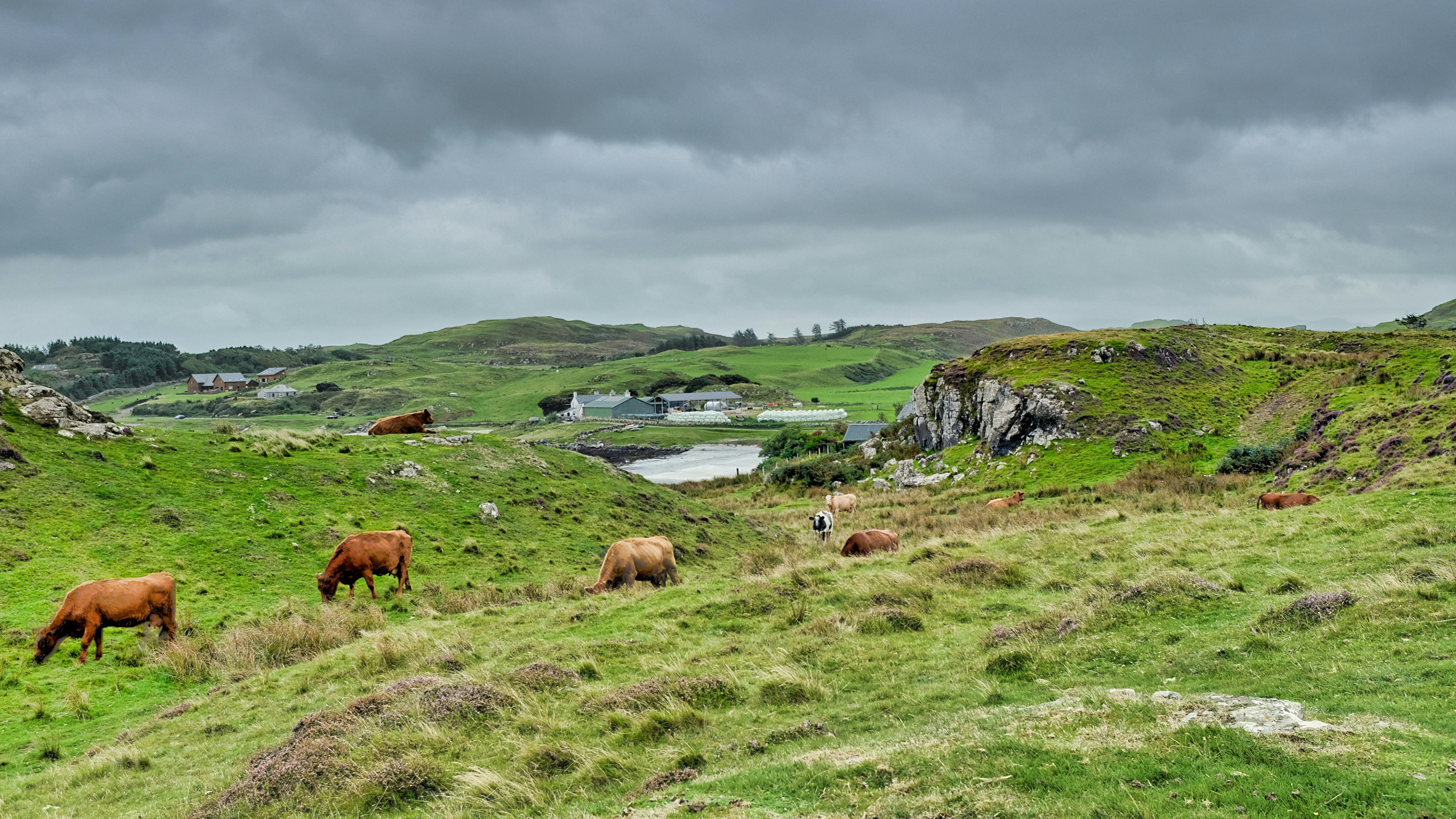 Cows graze in a green, grassy landscape.