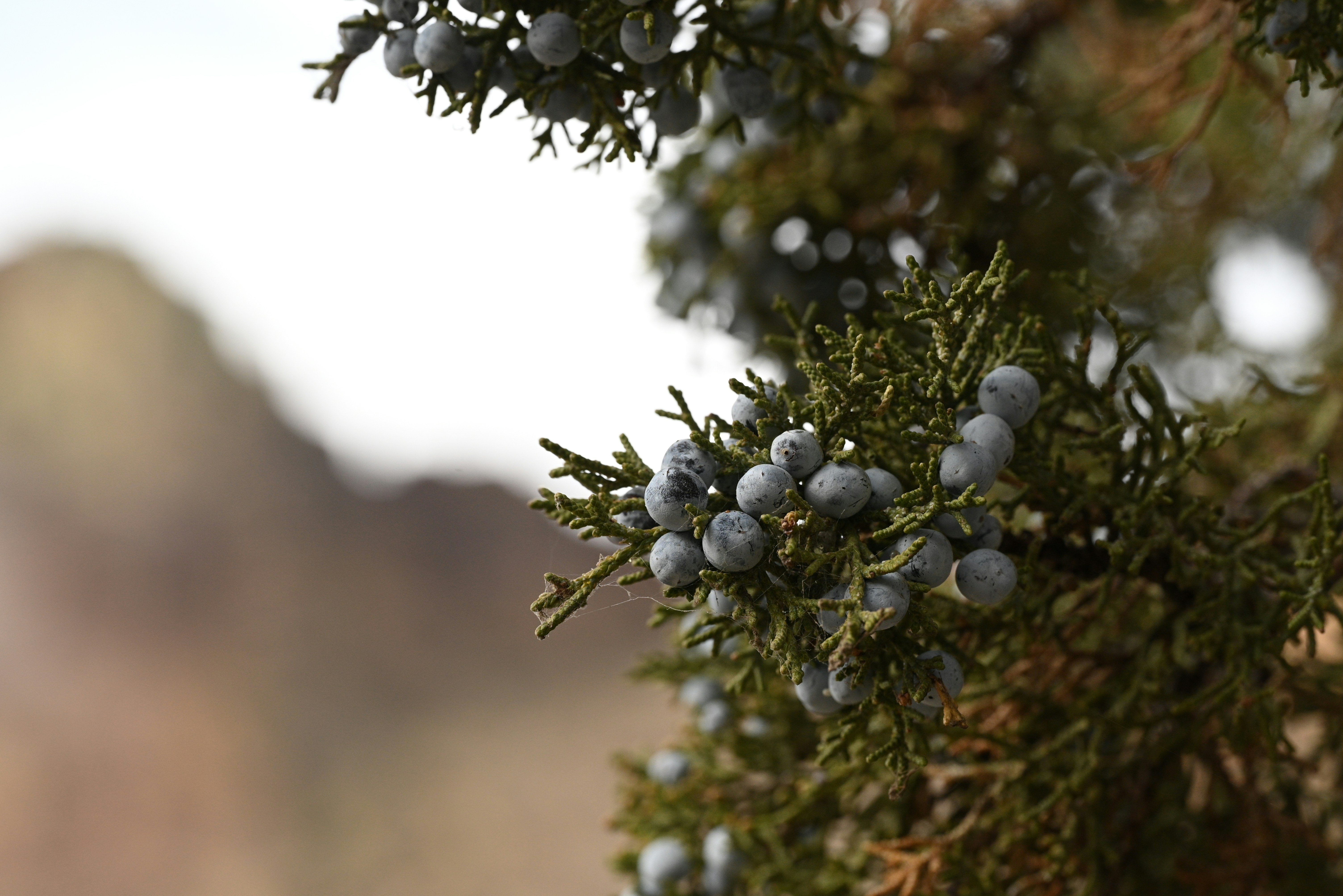 Juniper berries on a branch in focus.