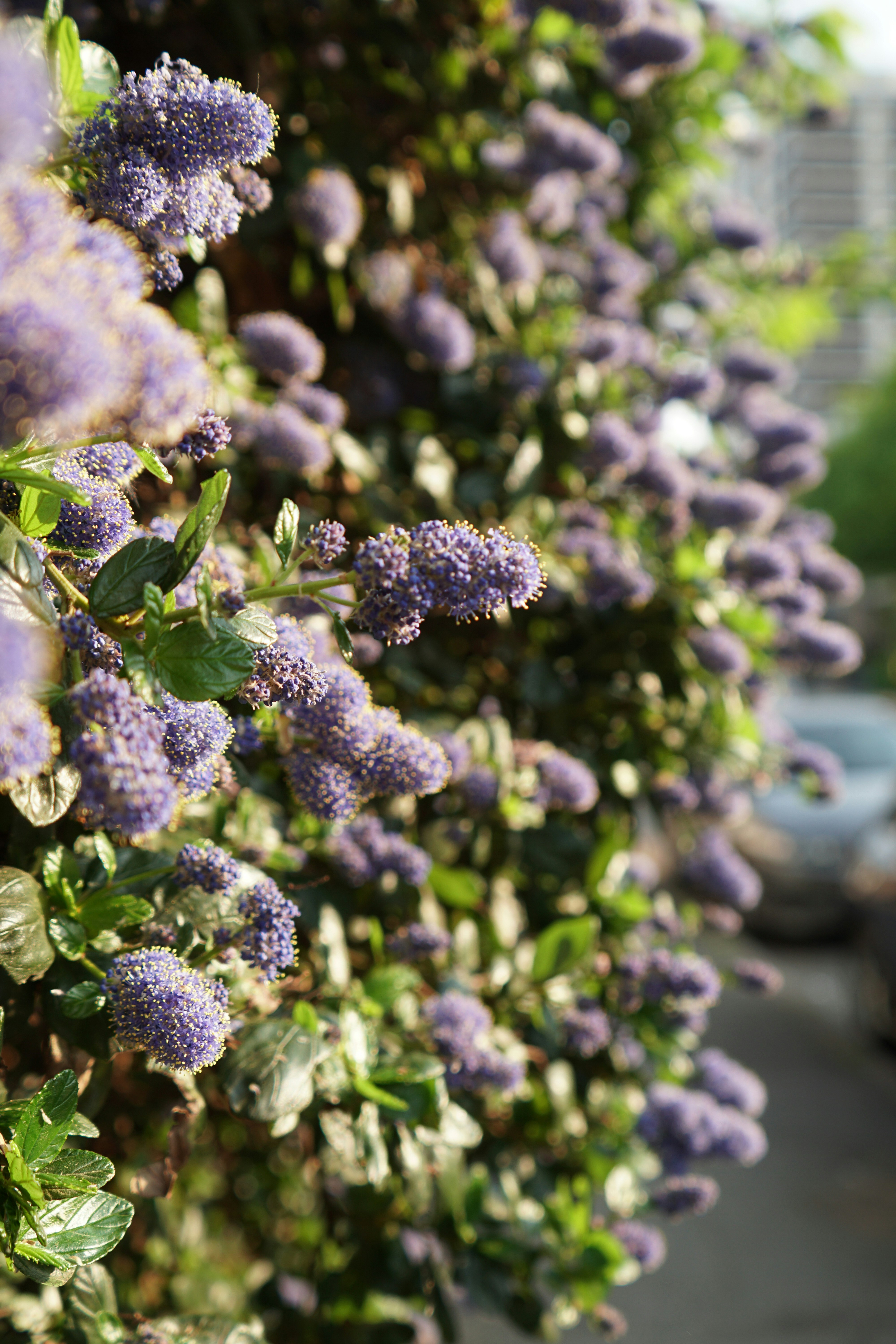 Purple flowers blooming on a lush green wall.