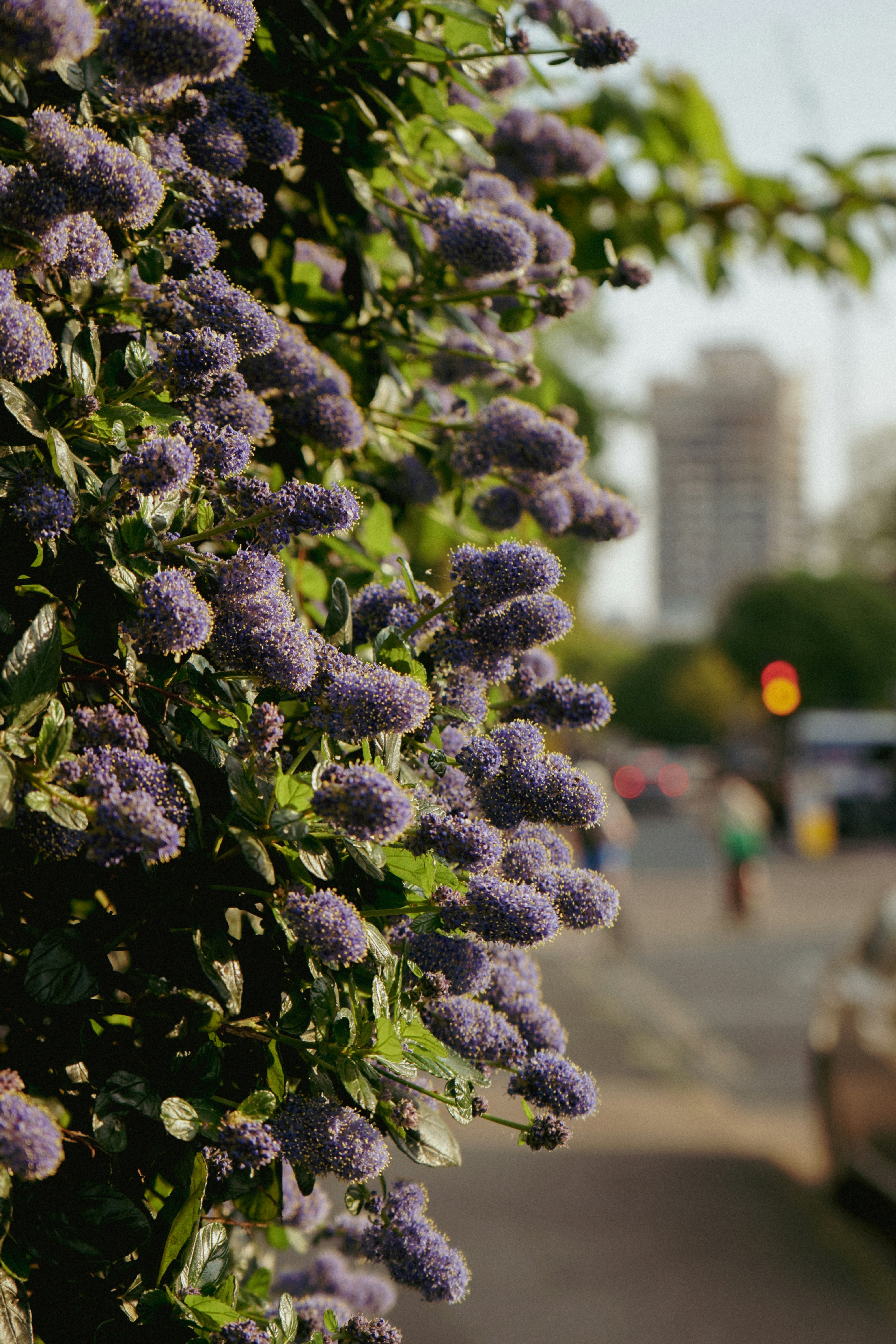 Purple flowers bloom on a street corner.