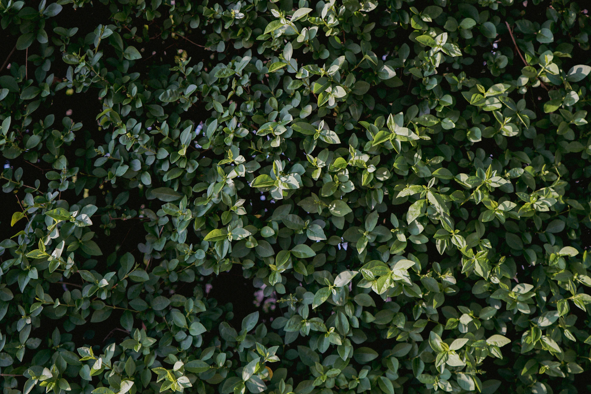 Green leaves cover the surface.