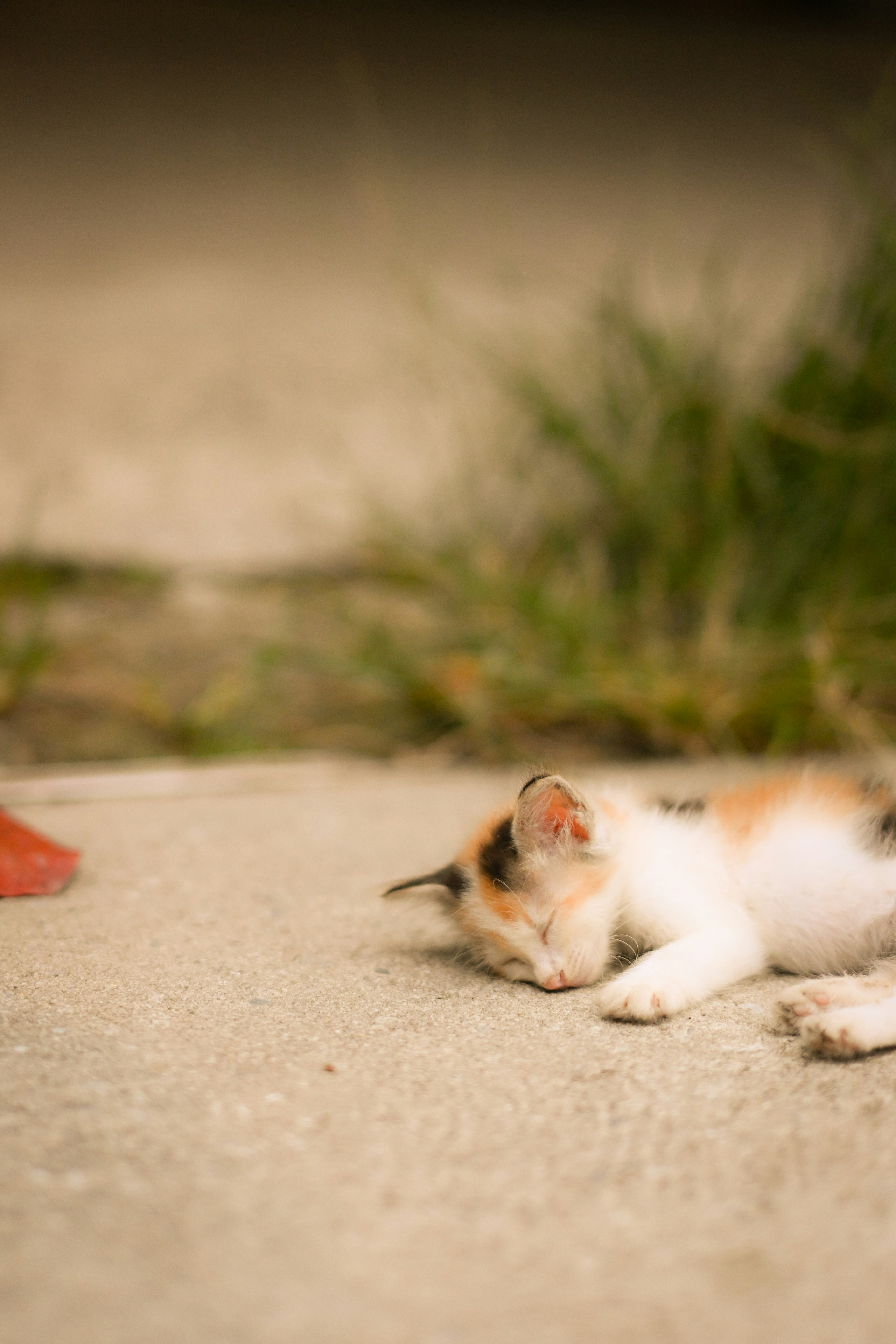 Photo by kaushik_dey