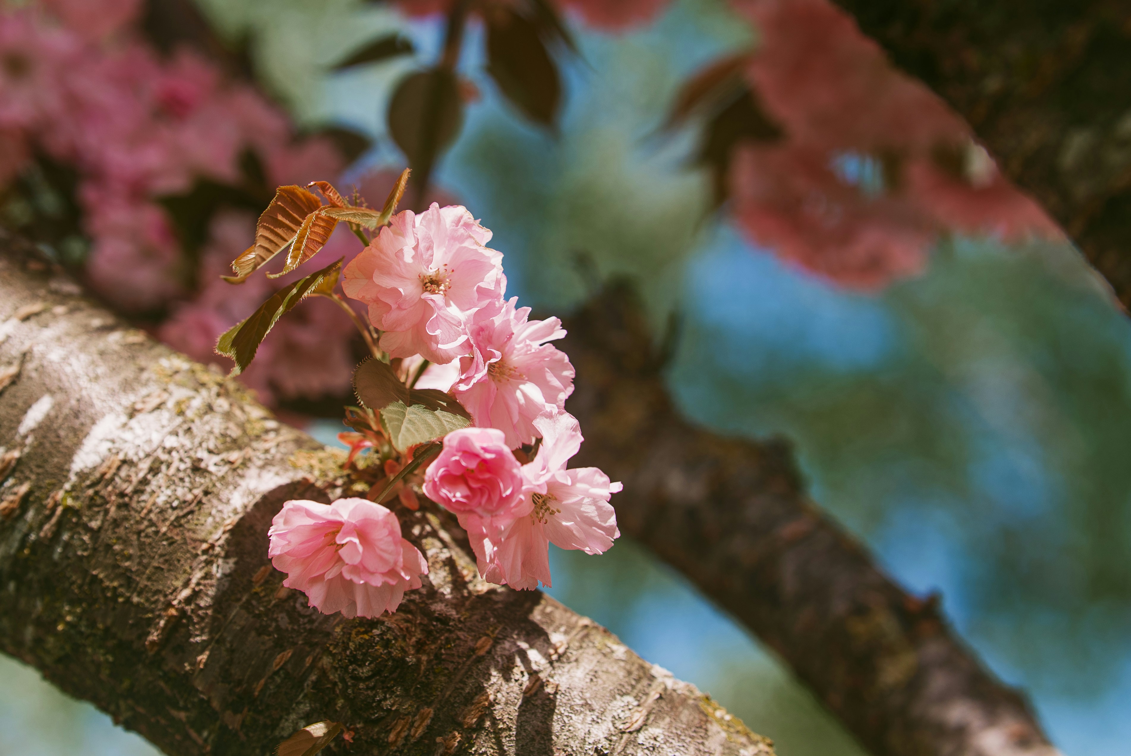 Pink cherry blossoms bloom beautifully on a tree.