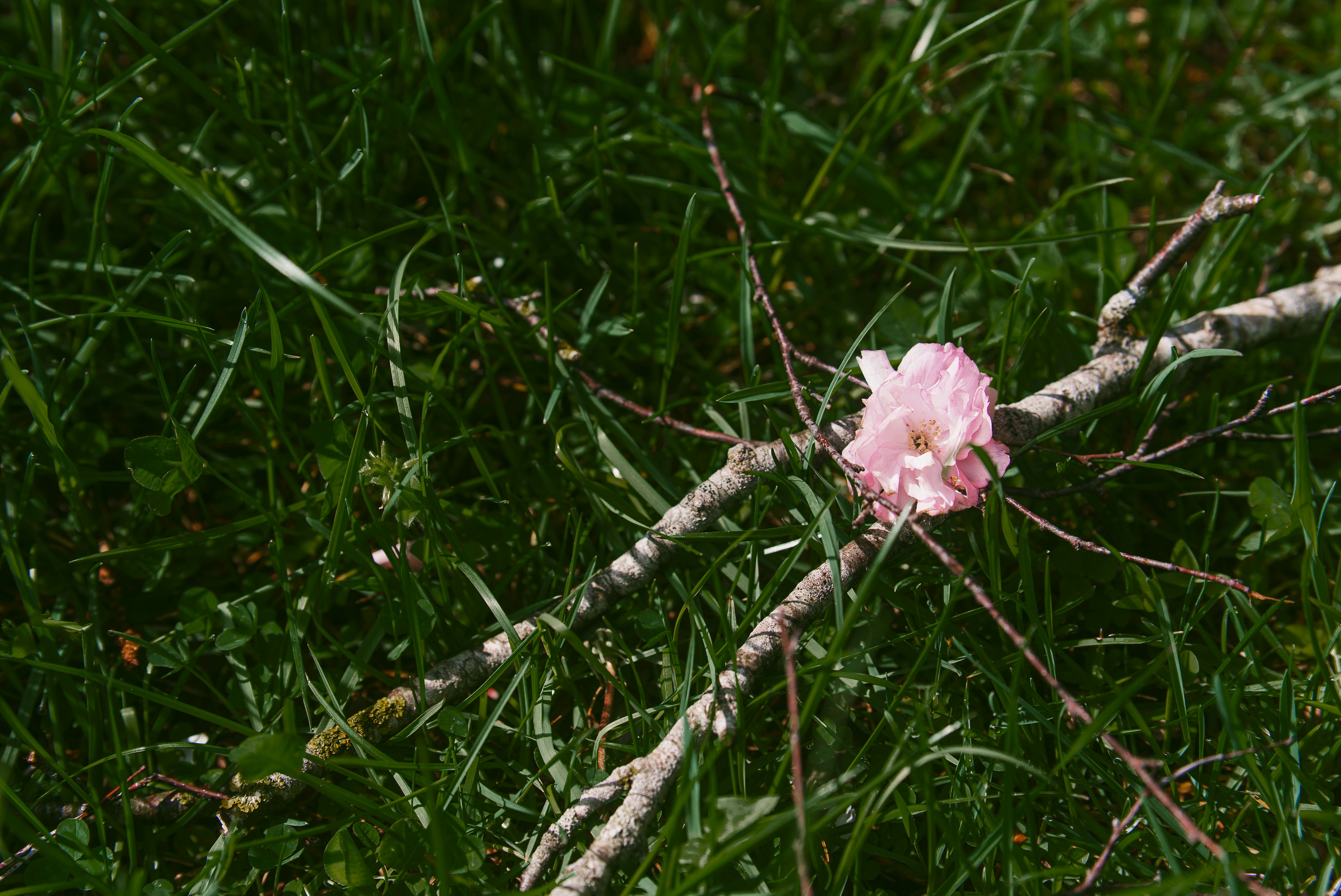 A pink flower rests on a fallen branch.