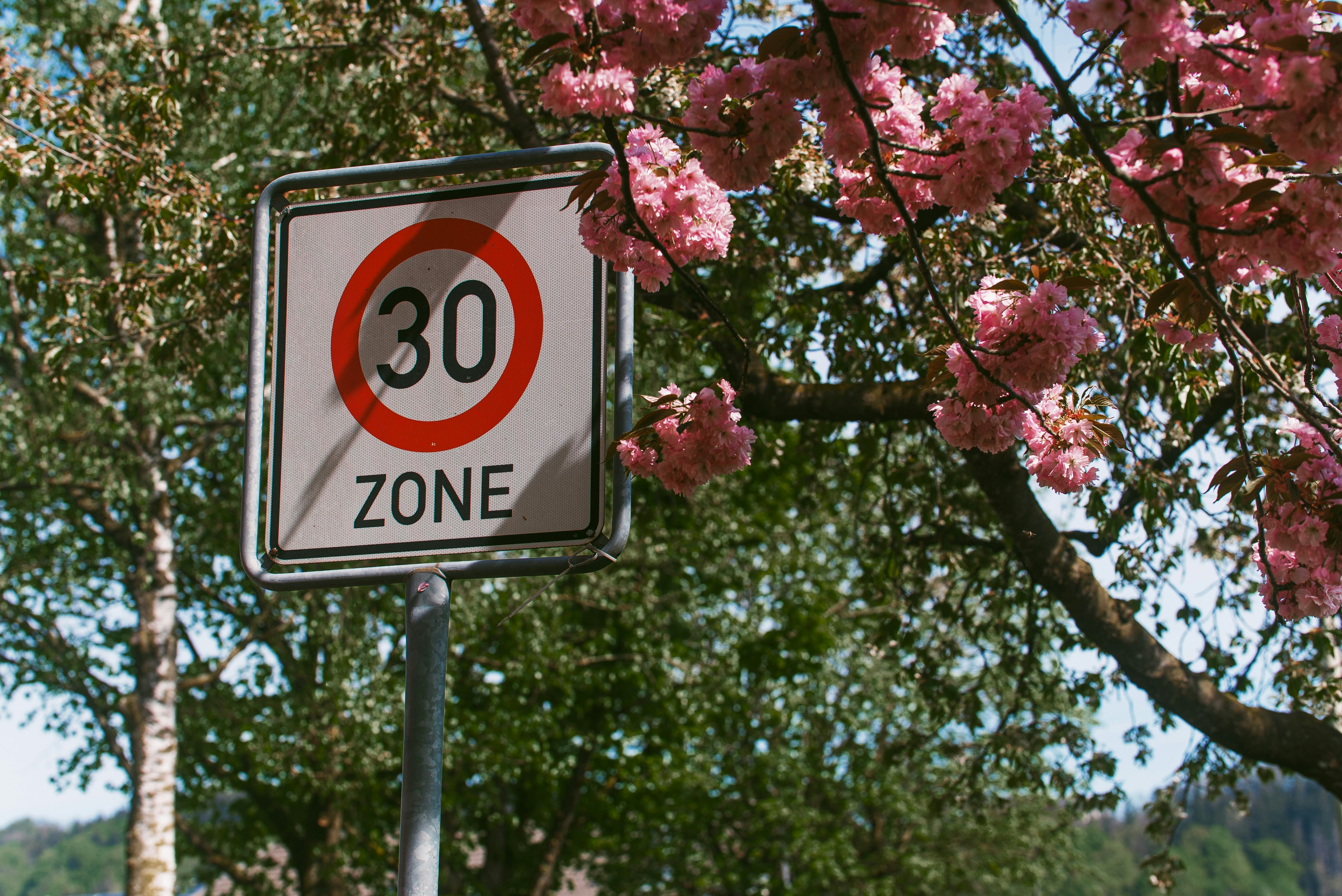 Speed limit sign: 30 zone under blossoming trees.