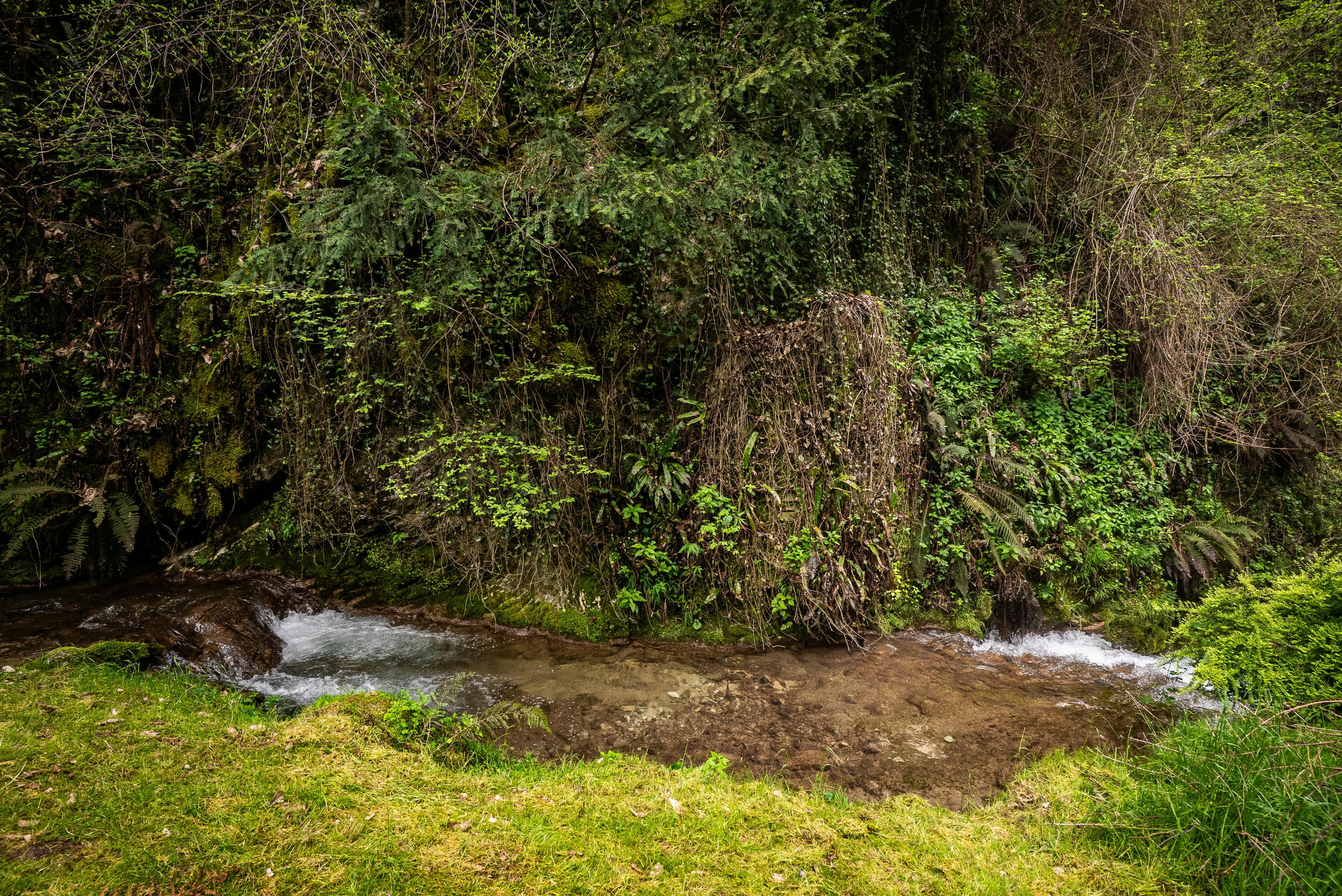 A stream flows through lush greenery.