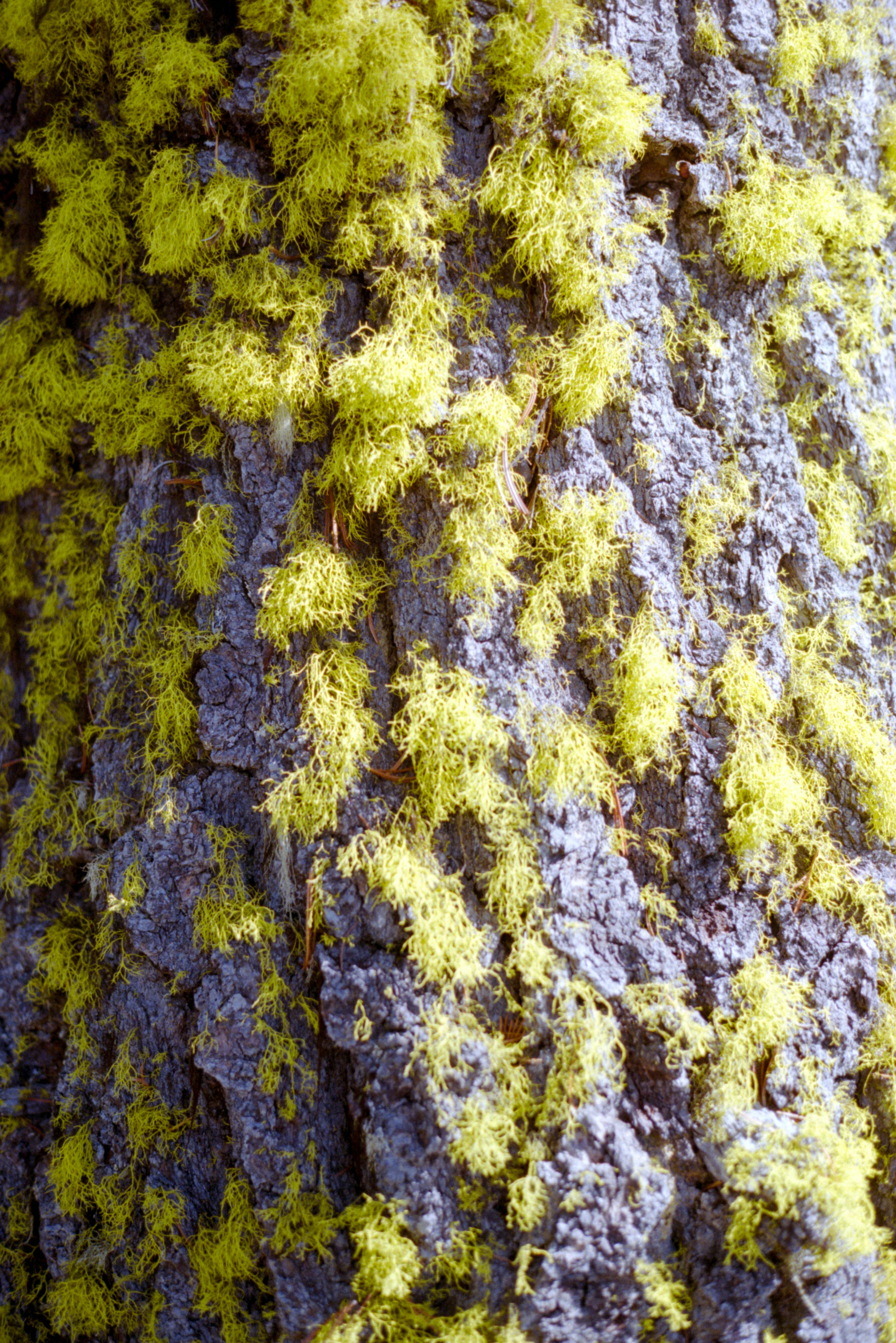 Photo by davidschultz