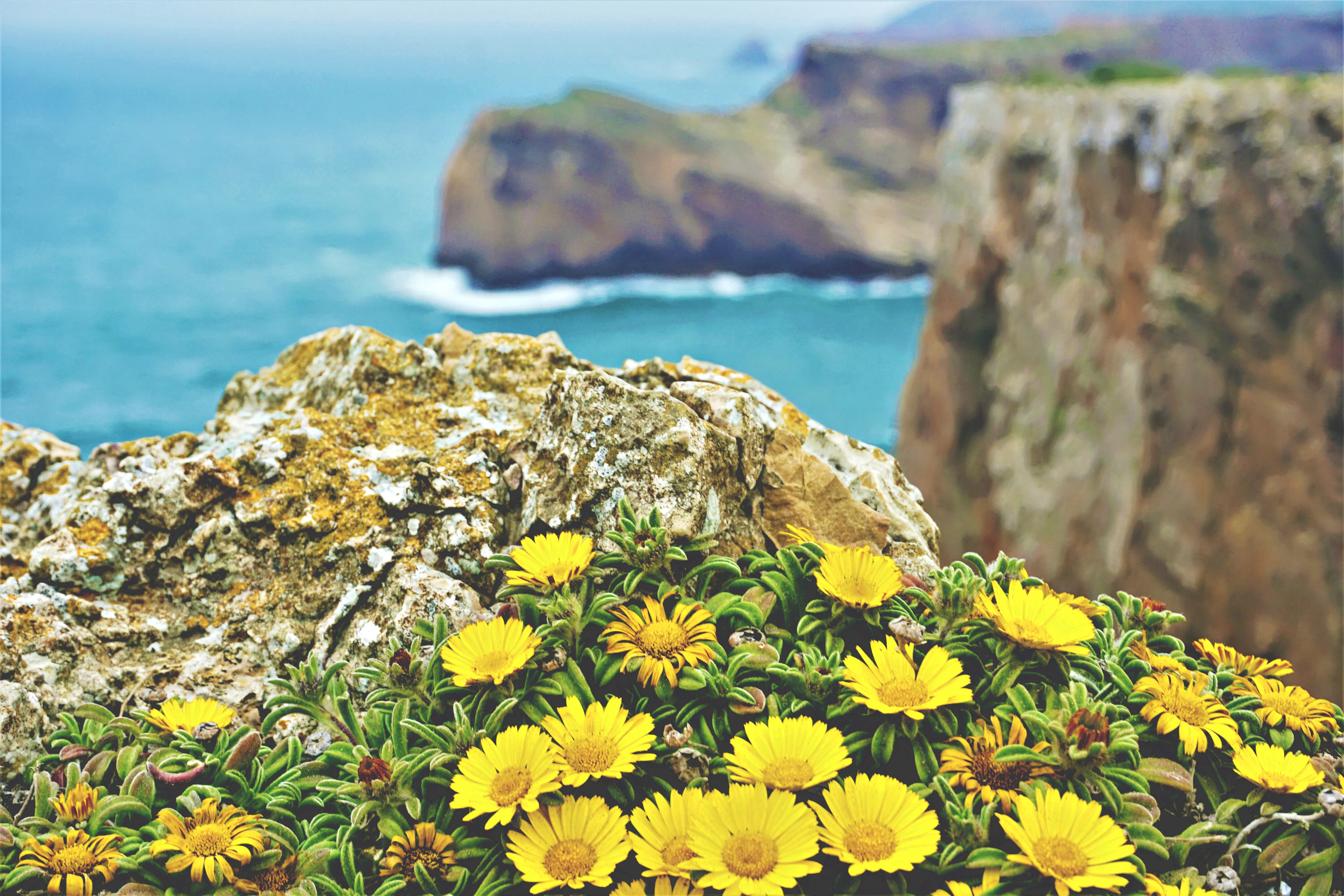 Yellow wildflowers bloom on a rock ledge overlooking blue sea and distant cliffs.