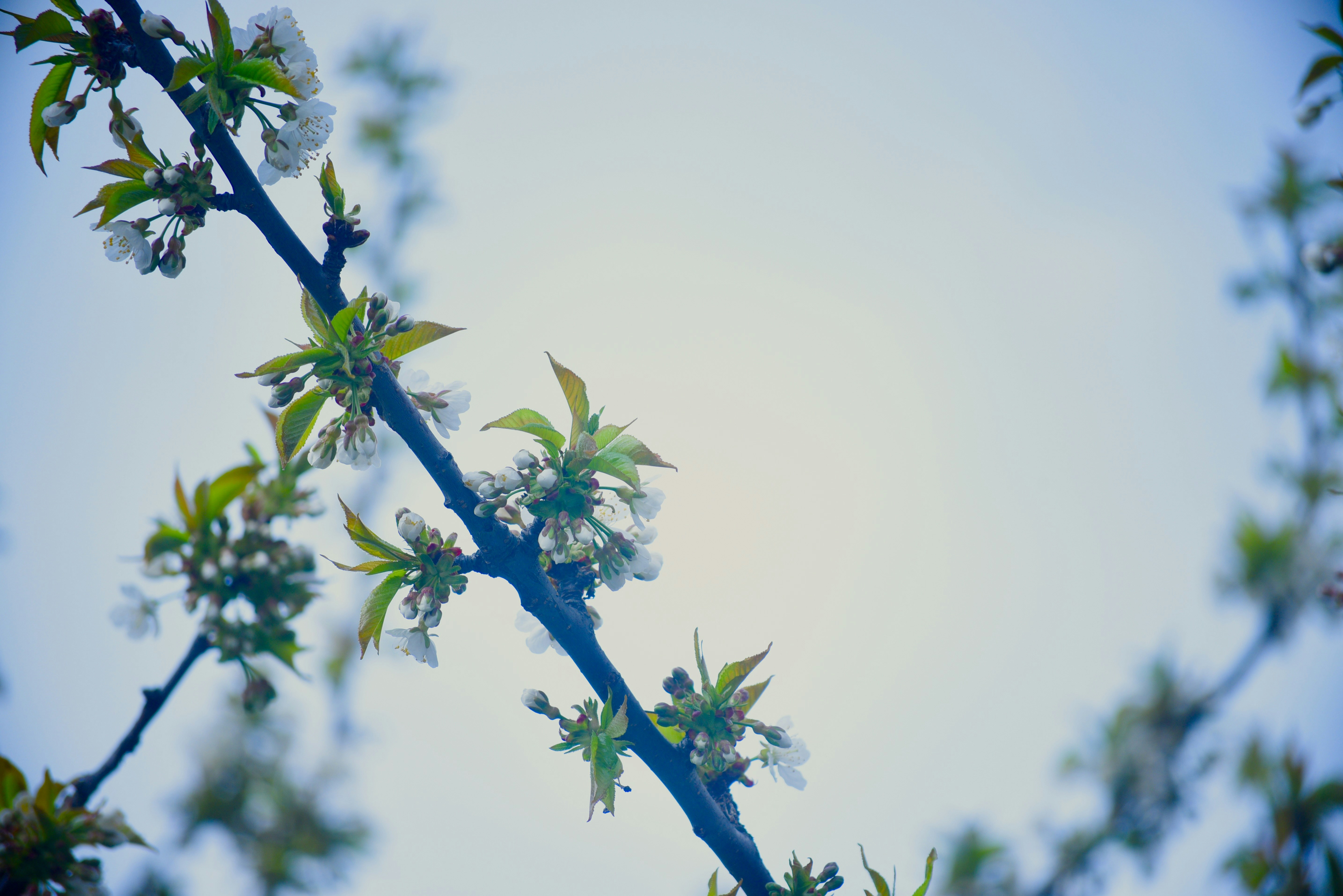 Photo by pravynandas