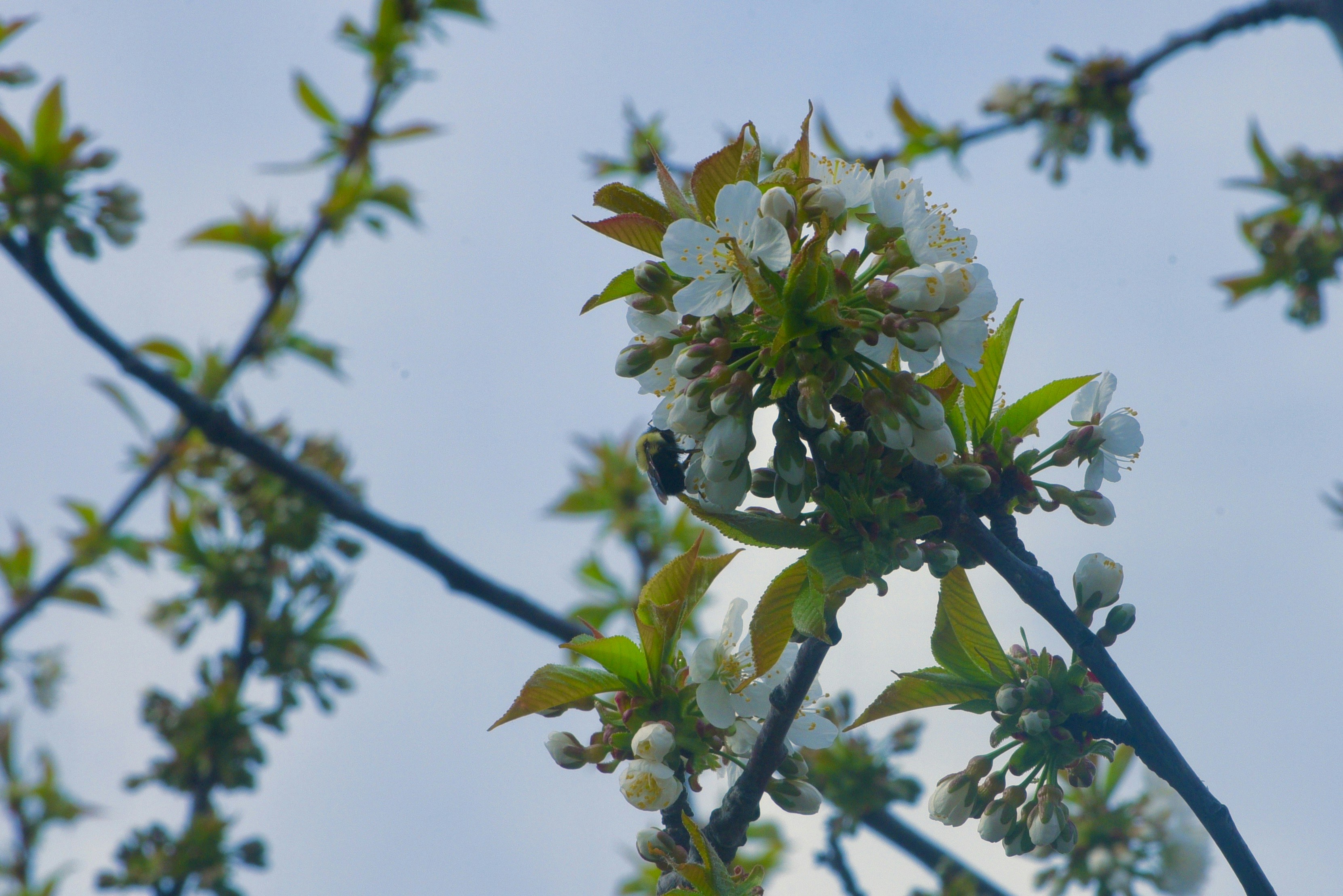 Photo by pravynandas