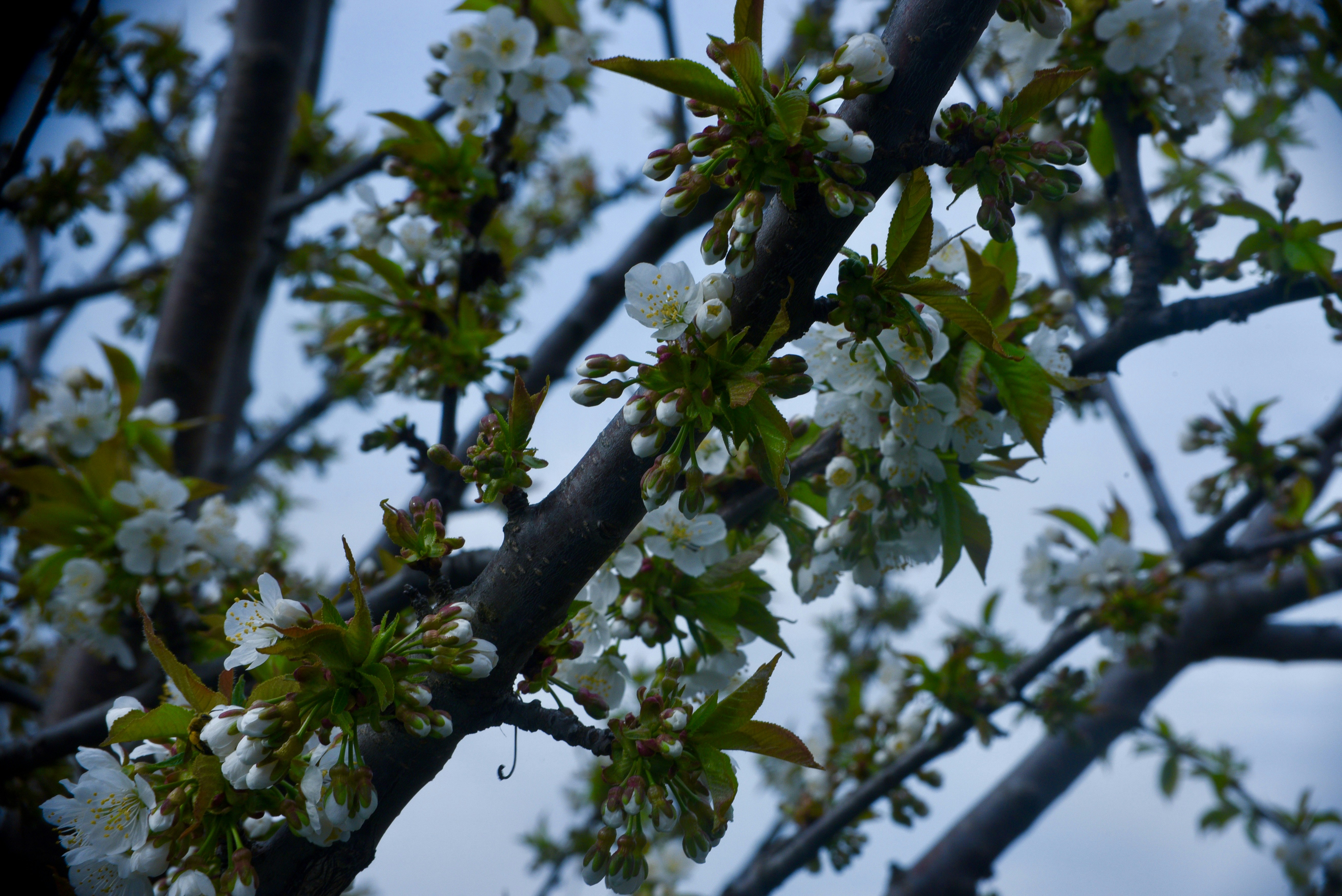 Flowering tree branches with delicate white blossoms