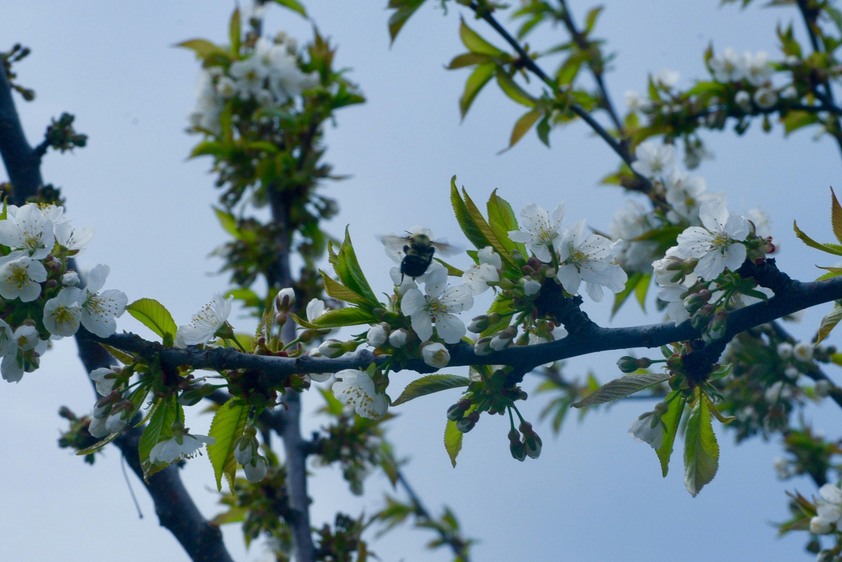 Photo by pravynandas