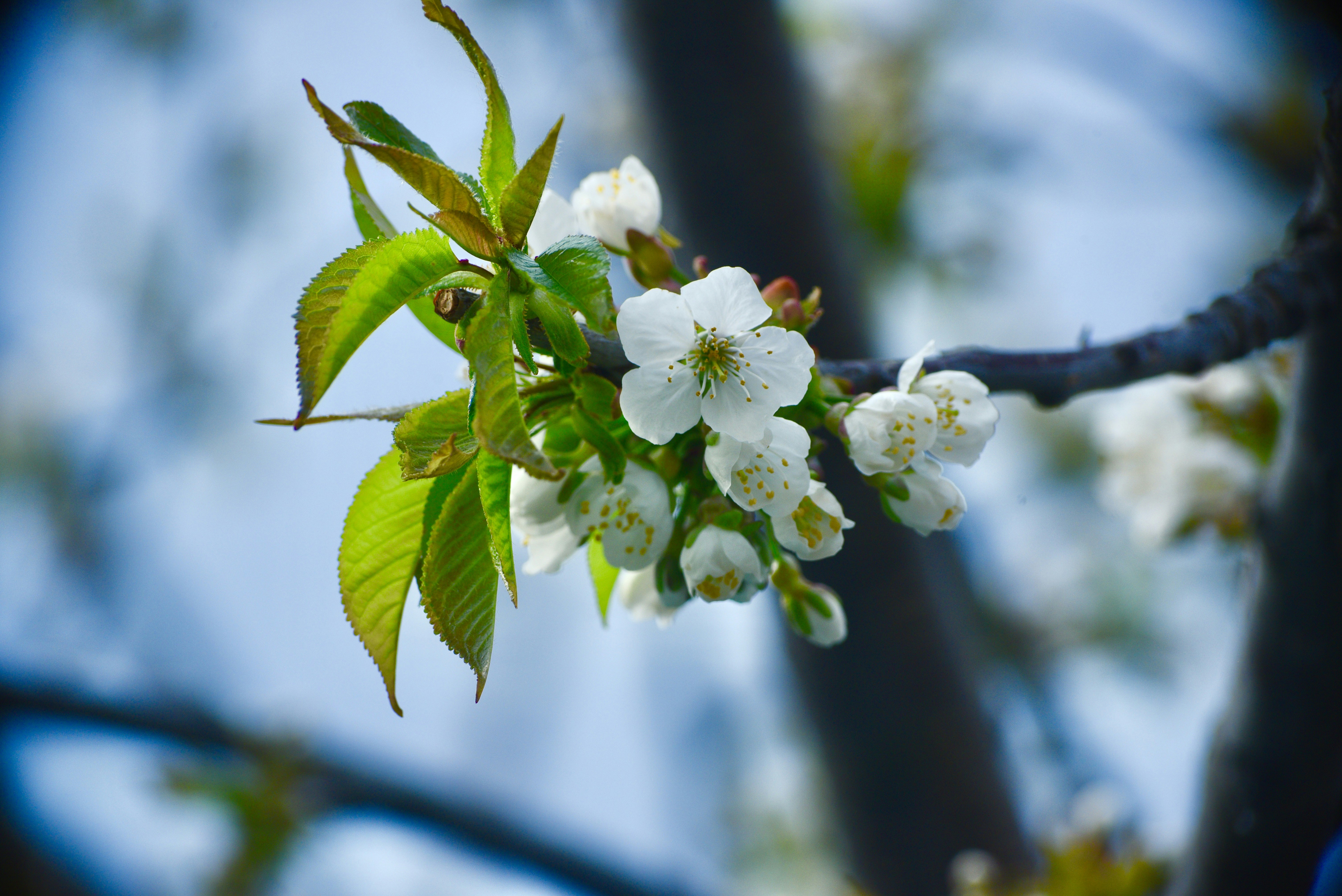 Photo by pravynandas