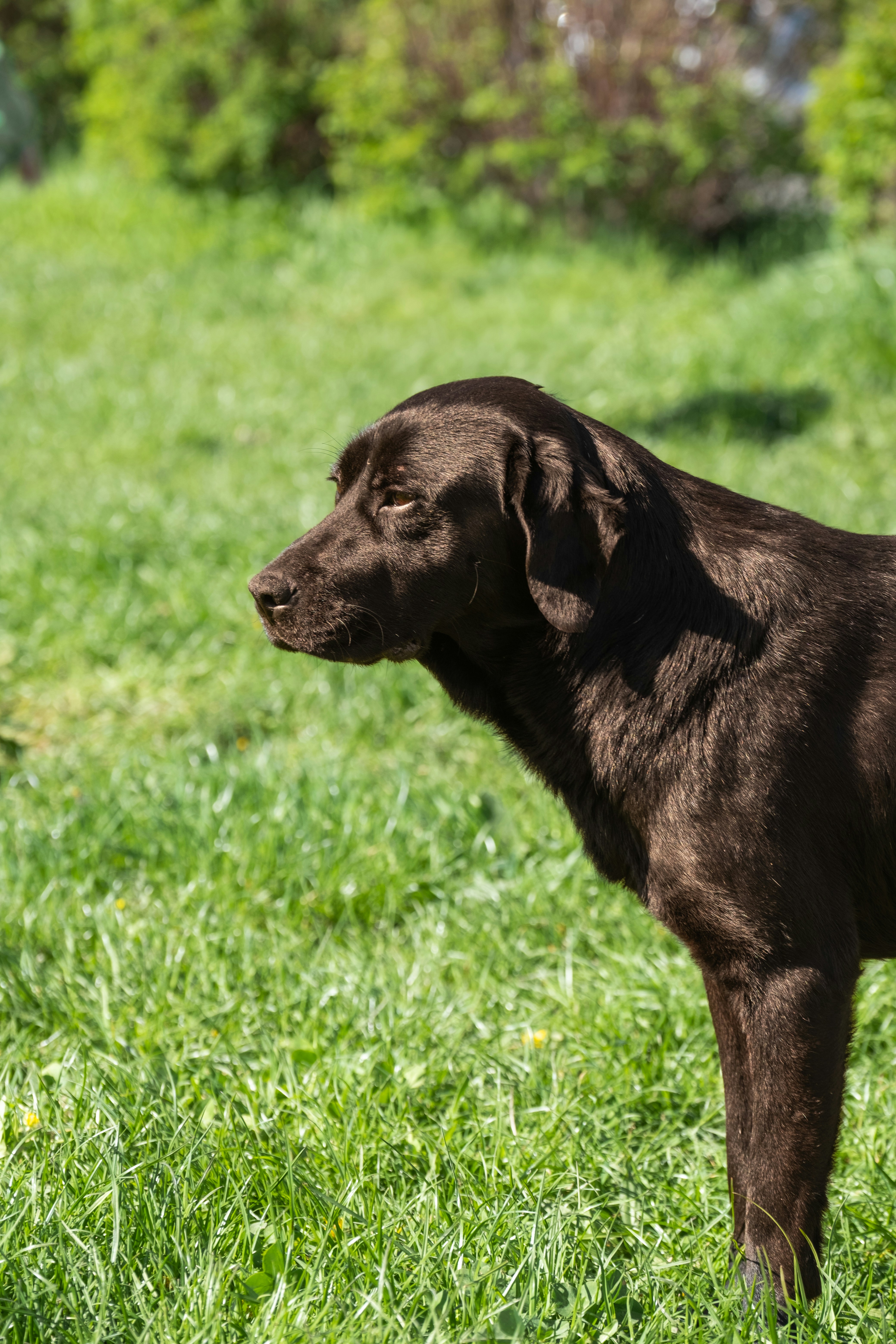 A chocolate labrador stands in a grassy field.