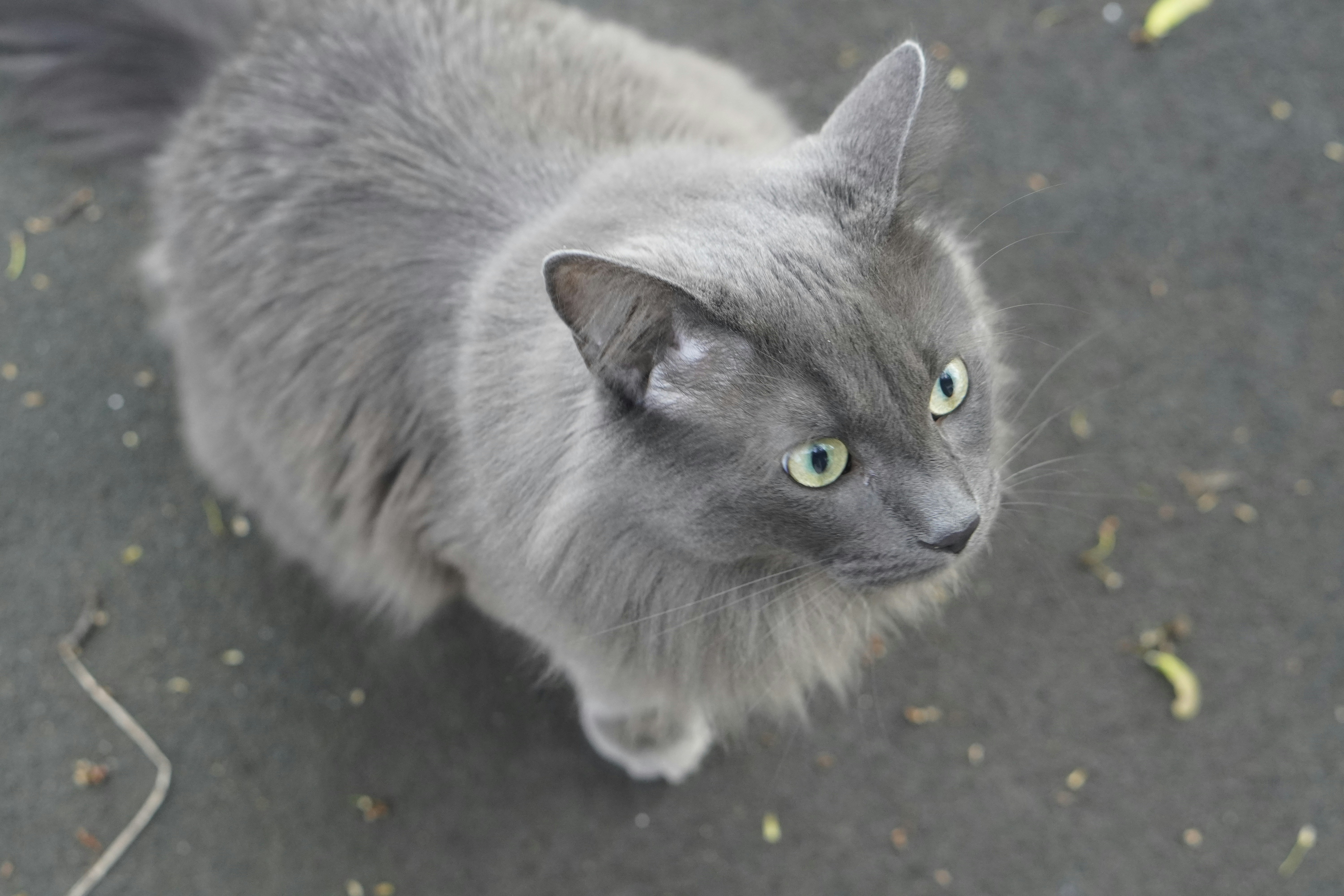 Nebelung: Mysteriously Devoted (image credits: unsplash)