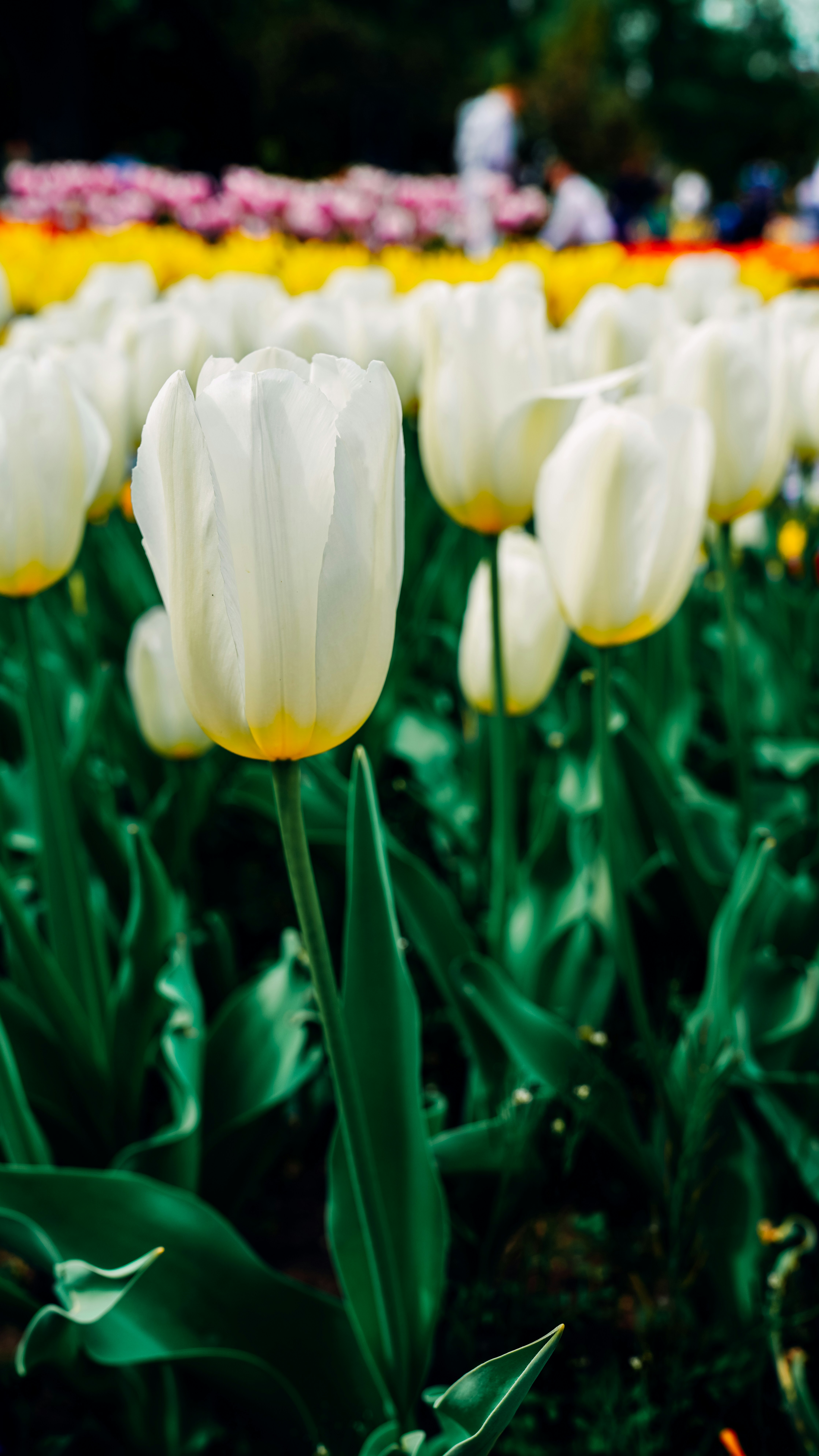 Photo by salahdarwish