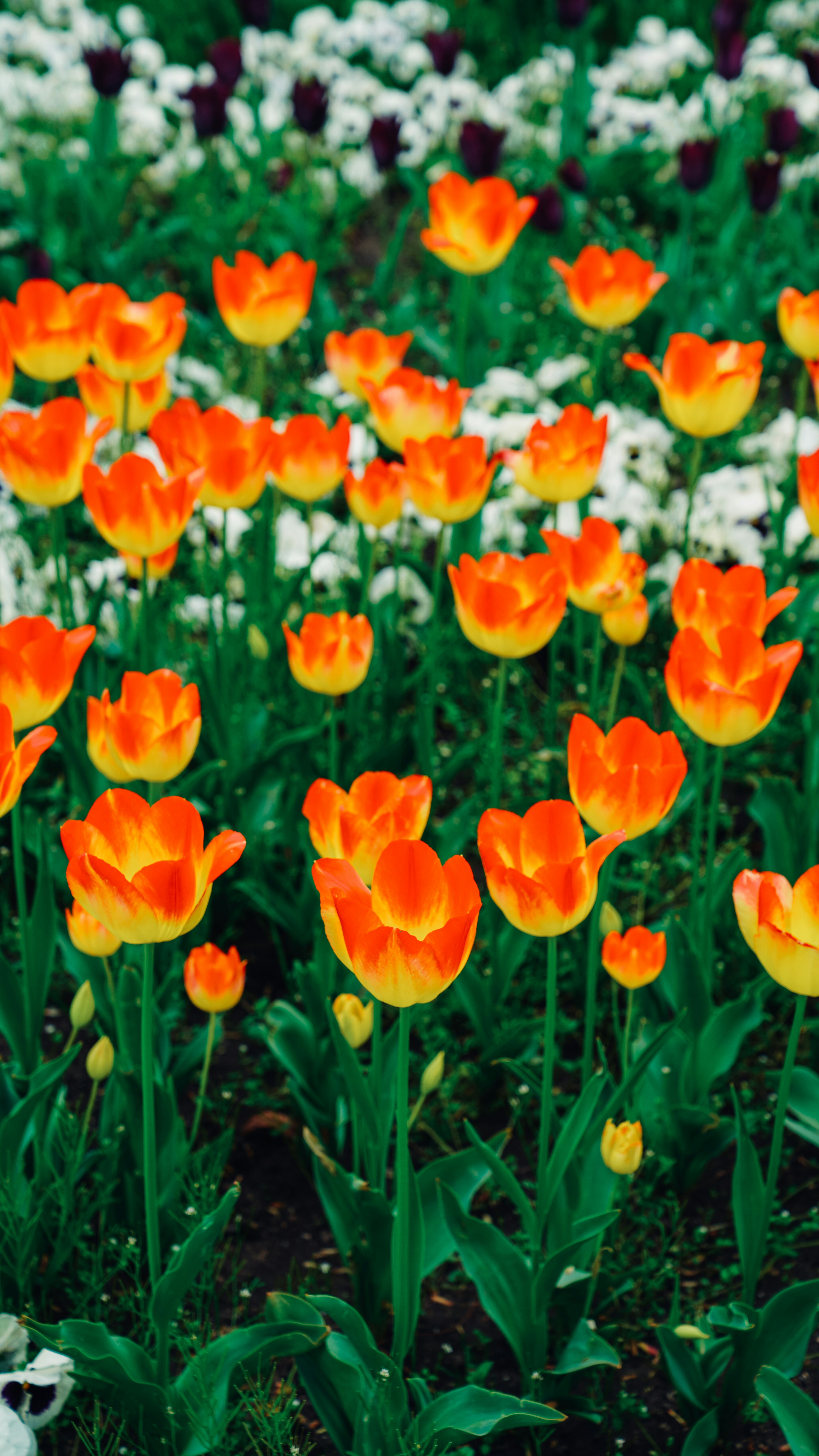 Photo by salahdarwish