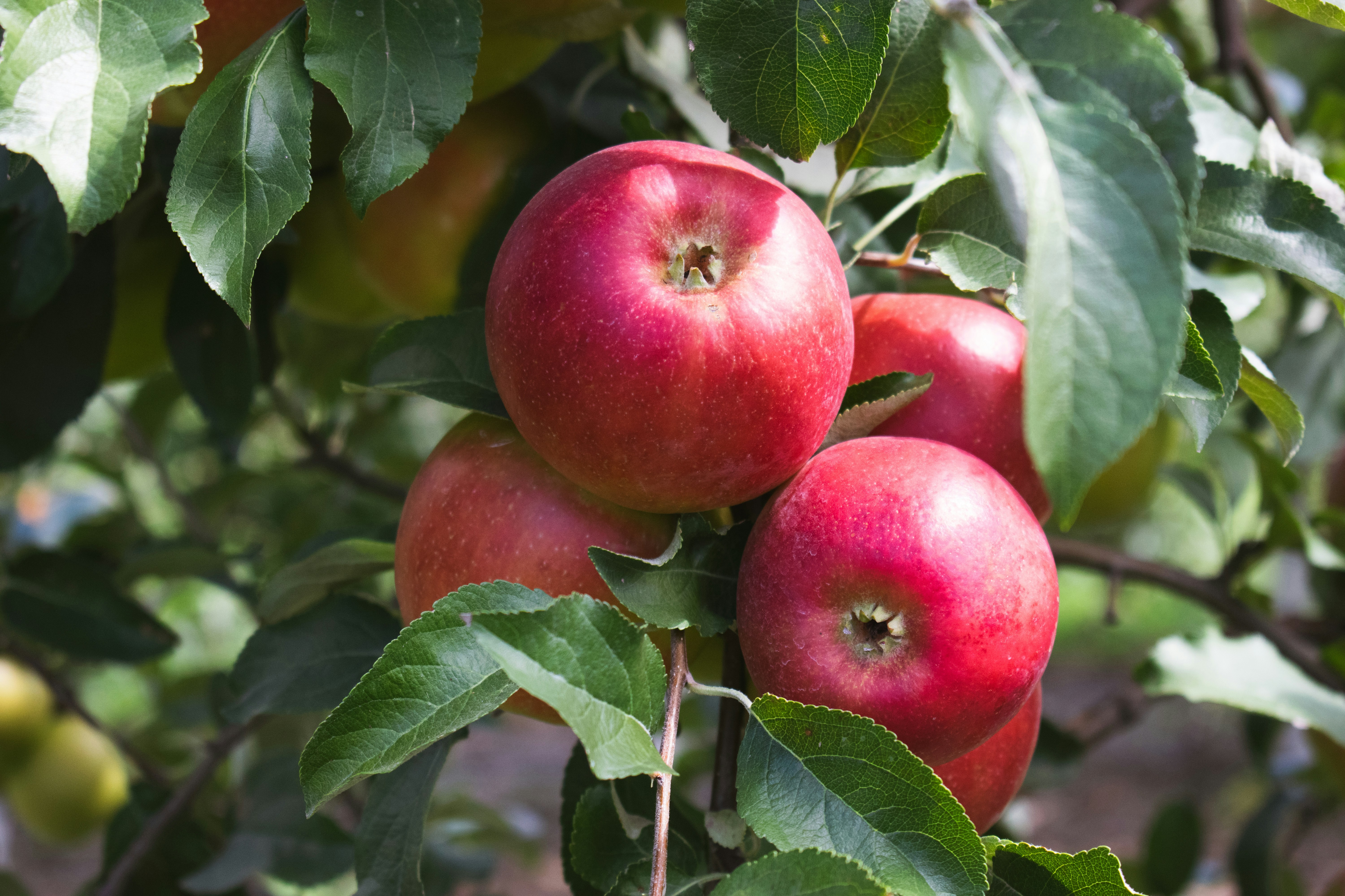 Photo by sparkledump