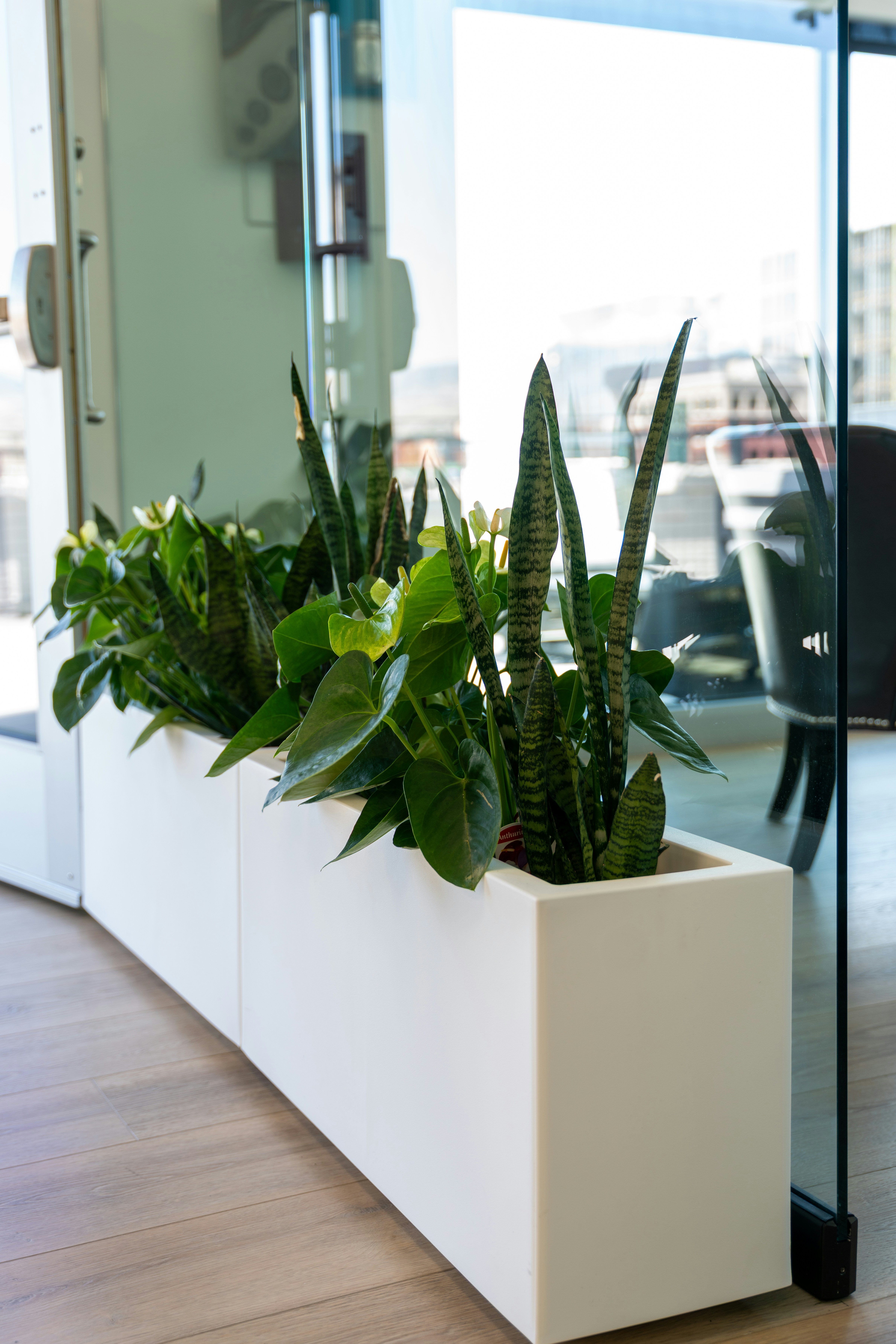 Plants grow in a white planter near a glass door.