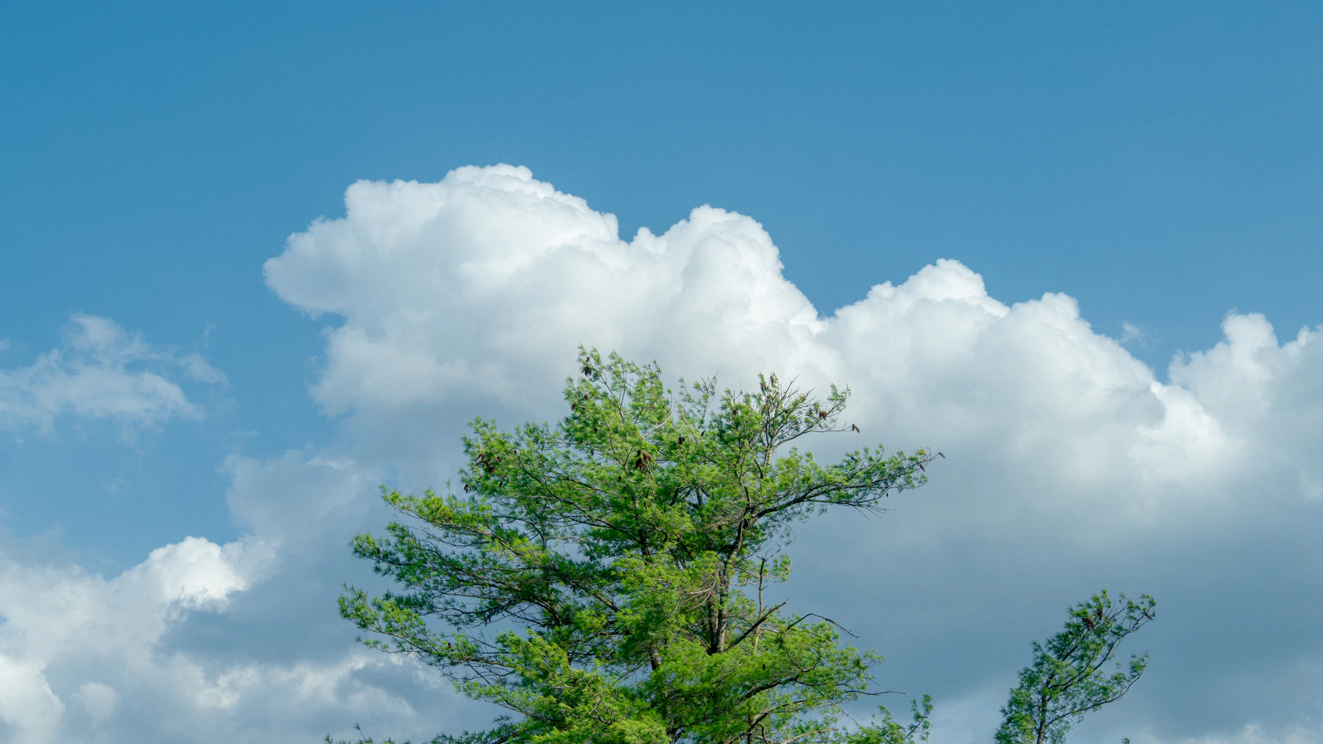 A tree reaches towards the blue sky and clouds.