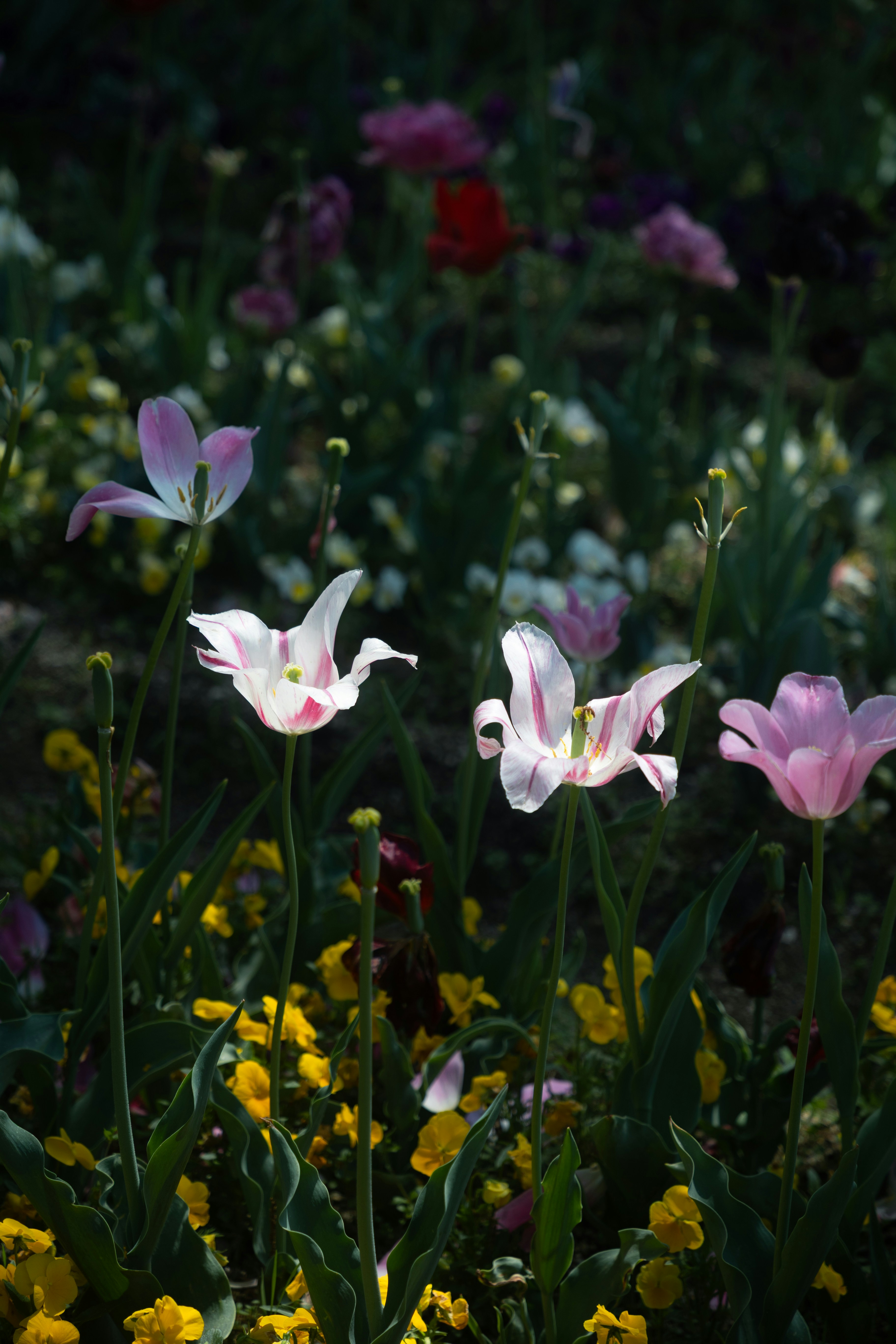 Sakura Just Over the Border: Where to Find Cherry Blossoms Near Hong Kong